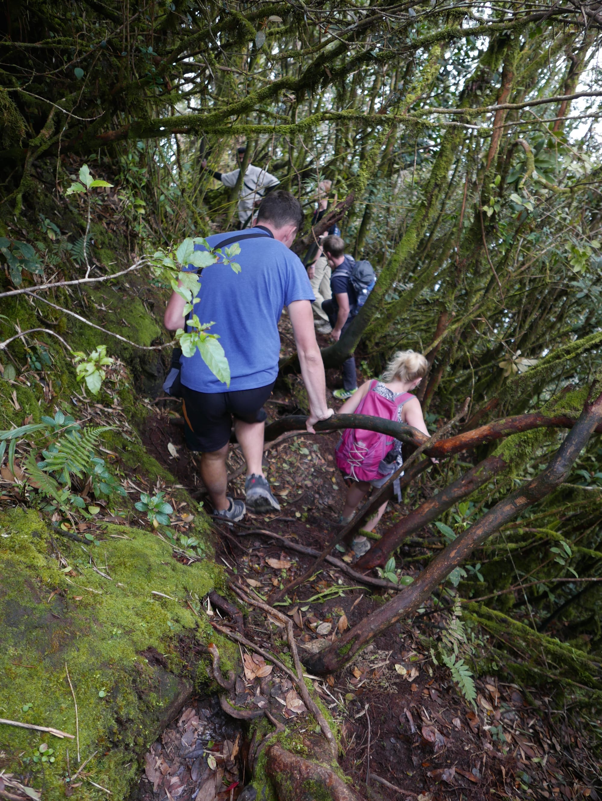Photo by Author — Mossy Forest, Cameron Highlands, Malaysia