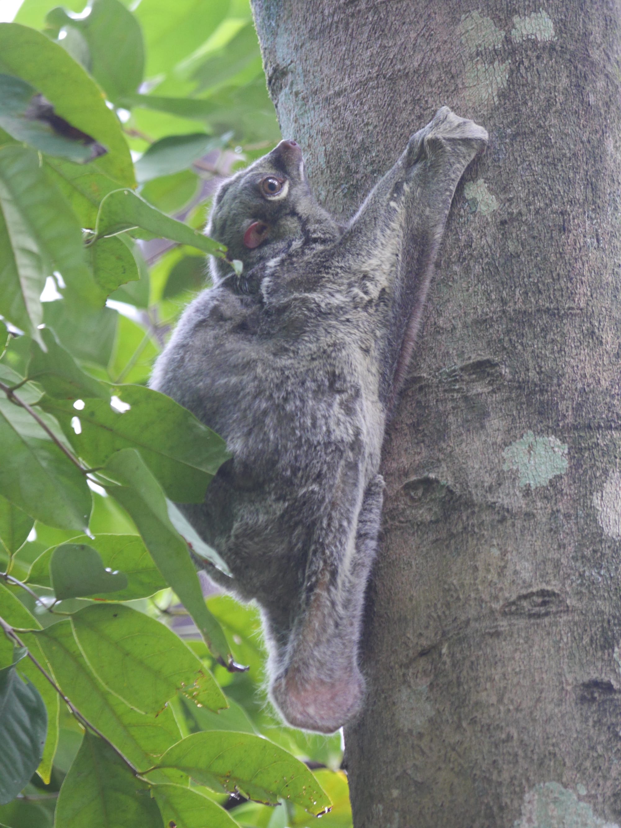 Photo by Author — Flying Lemur (Cynocephalus variegatus) — The Andaman Hotel, Langkawi, Malaysia
