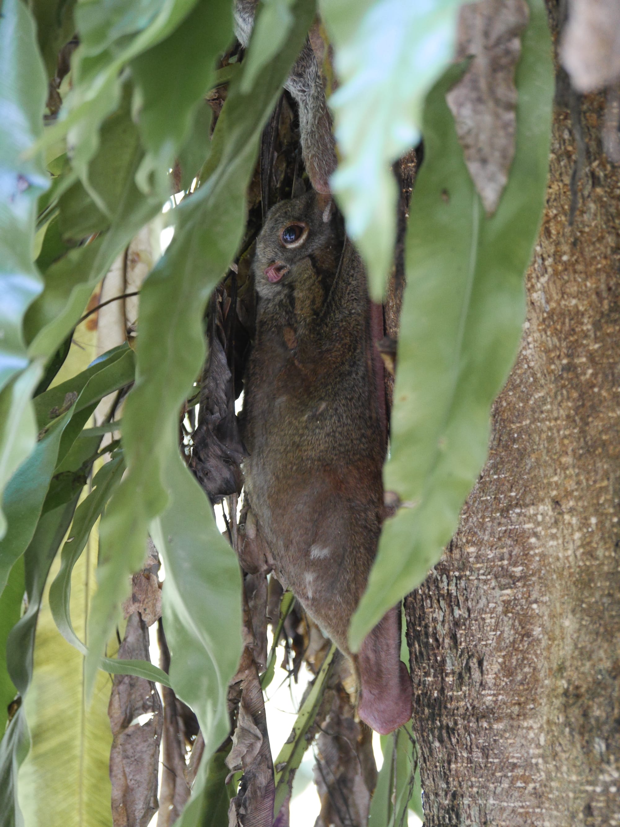 Photo by Author — Flying Lemur (Cynocephalus variegatus) — The Andaman Hotel, Langkawi, Malaysia