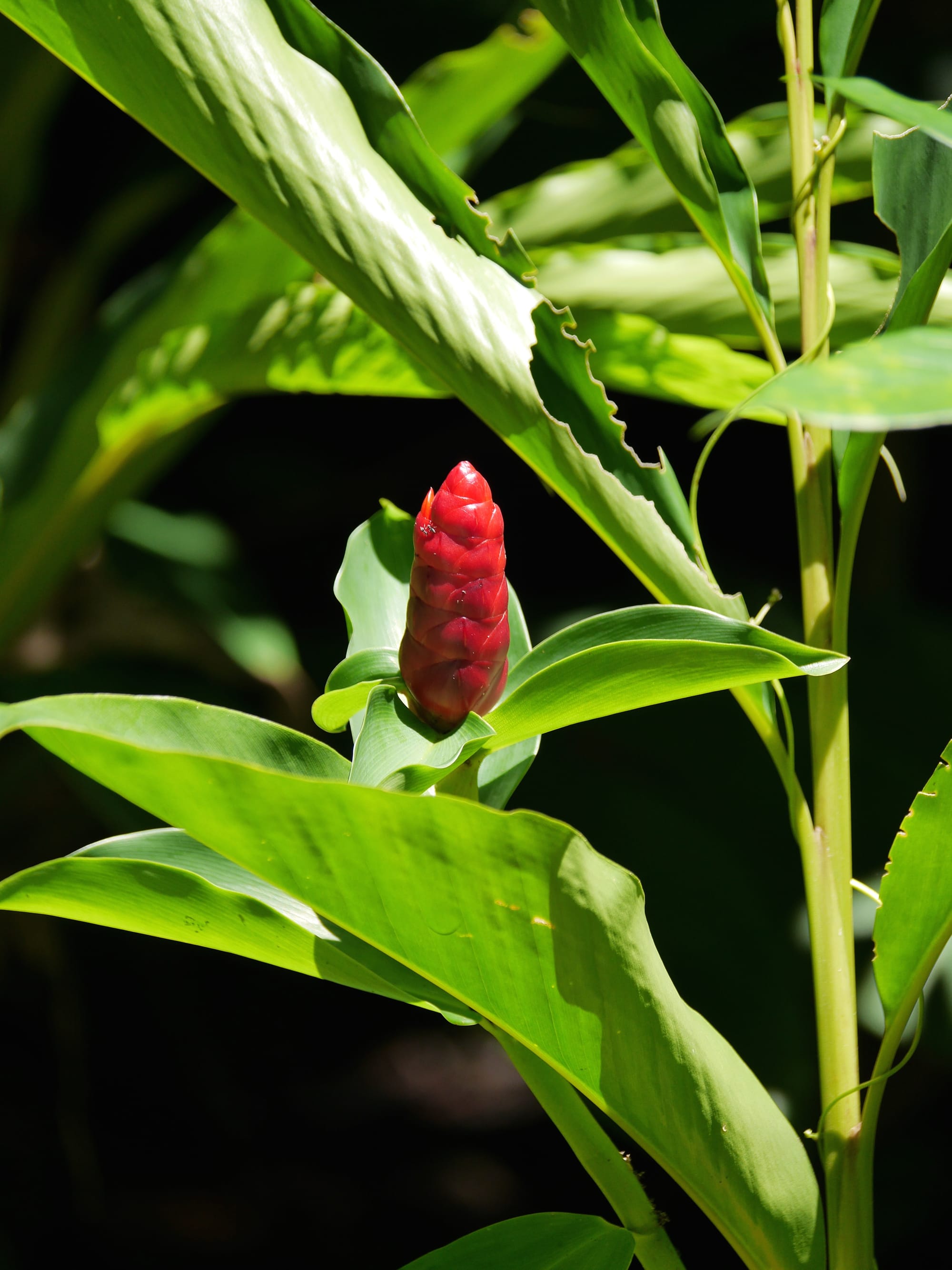 Photo by Author — Crape Ginger (Costus speciosus) — The Andaman Hotel, Langkawi, Malaysia
