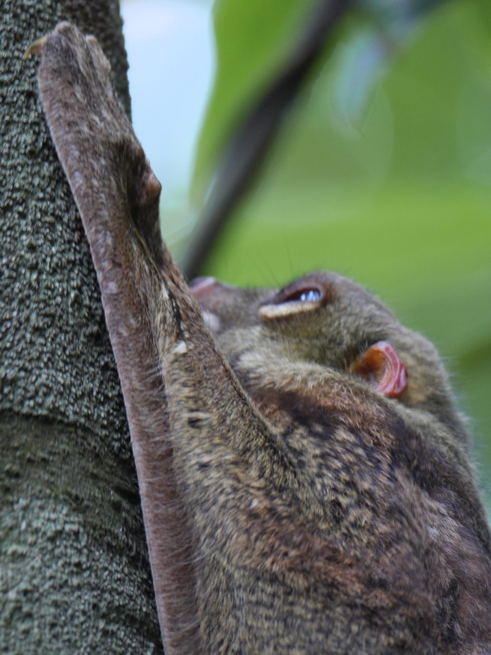 Photo by Author — Flying Lemur (Cynocephalus variegatus) — The Andaman Hotel, Langkawi, Malaysia
