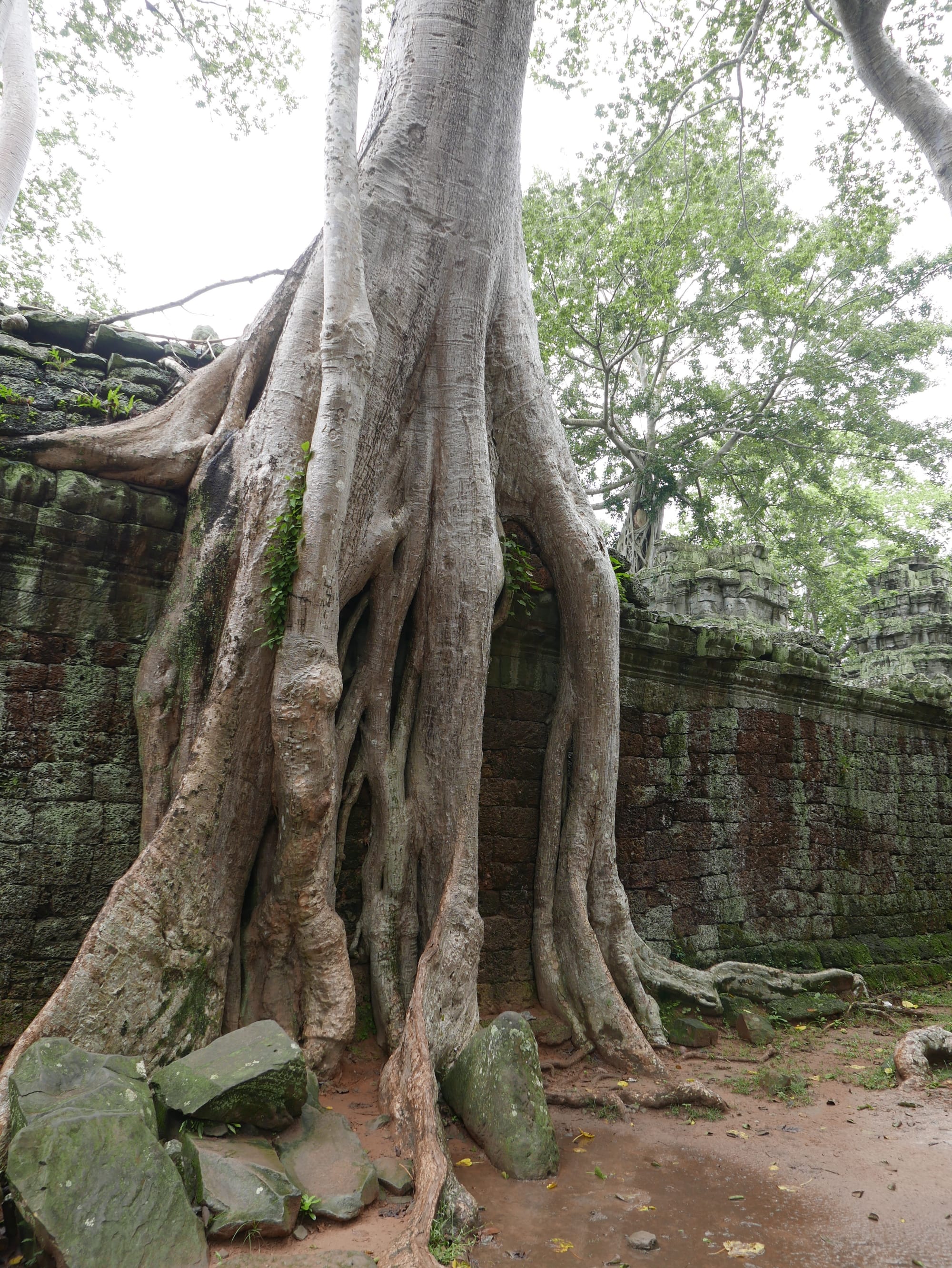 Photo by Author — Ta Prohm (ប្រាសាទតាព្រហ្ម), Angkor Archaeological Park, Angkor, Cambodia
