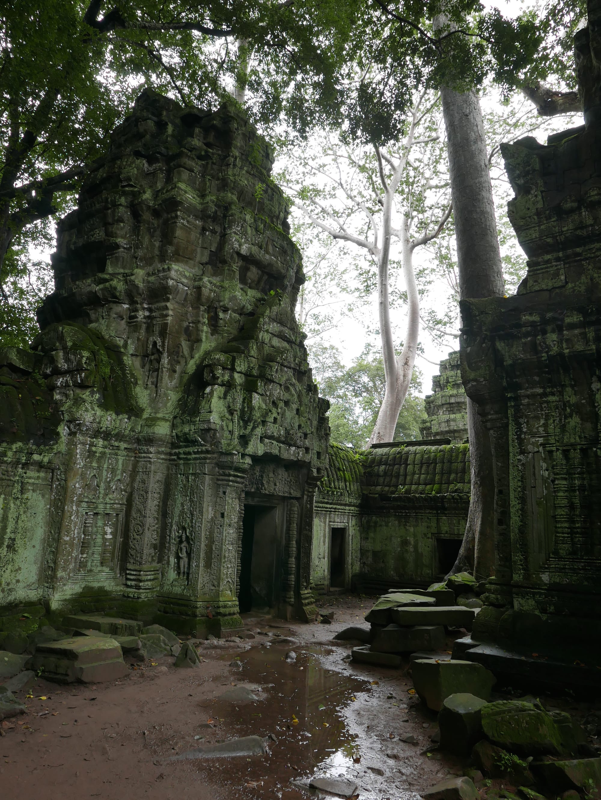 Photo by Author — Ta Prohm (ប្រាសាទតាព្រហ្ម), Angkor Archaeological Park, Angkor, Cambodia
