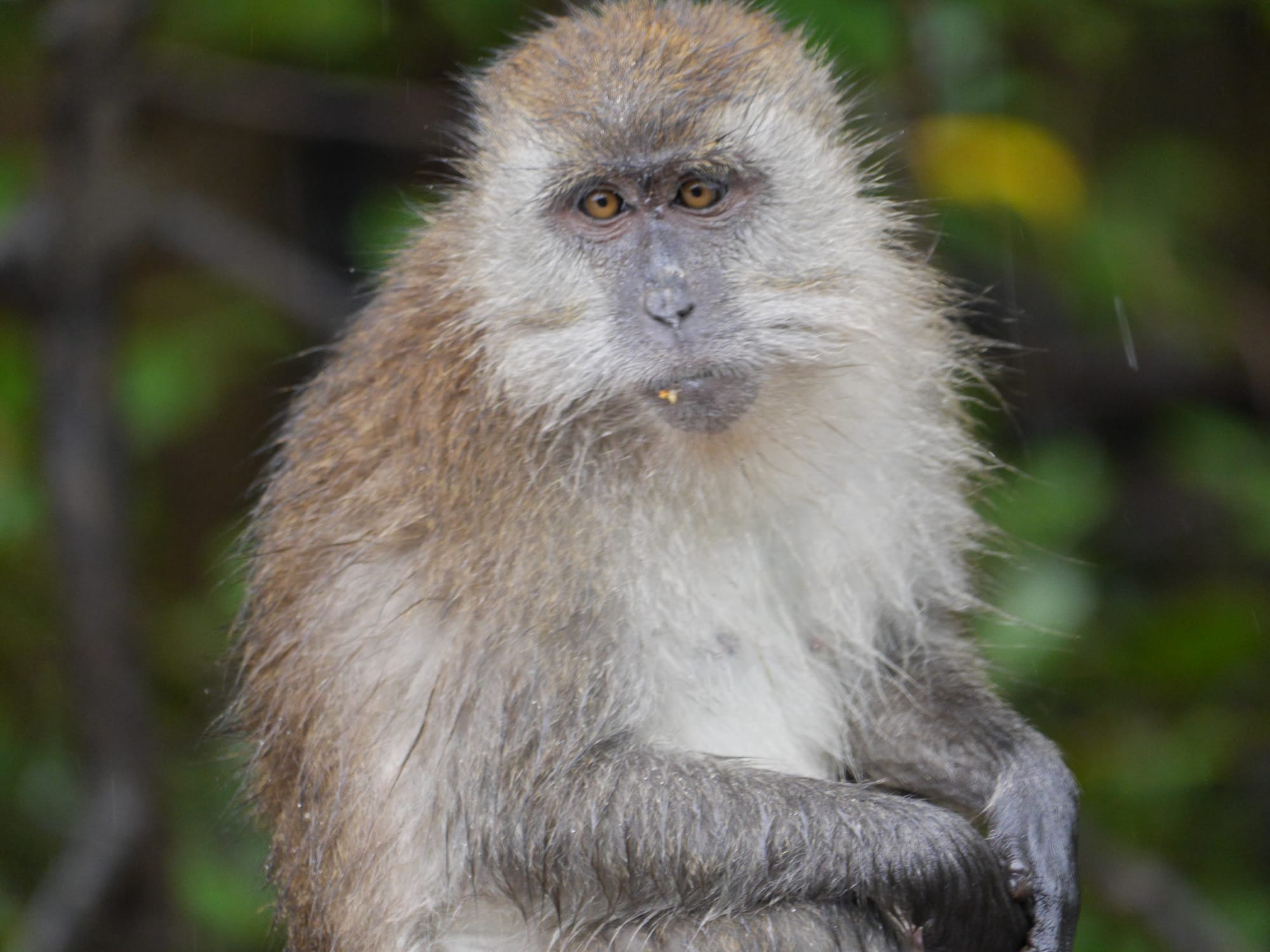 Photo by Author — a damp monkey in the swamp — Tg Rhu Mangrove Tour, Langkawi, Malaysia