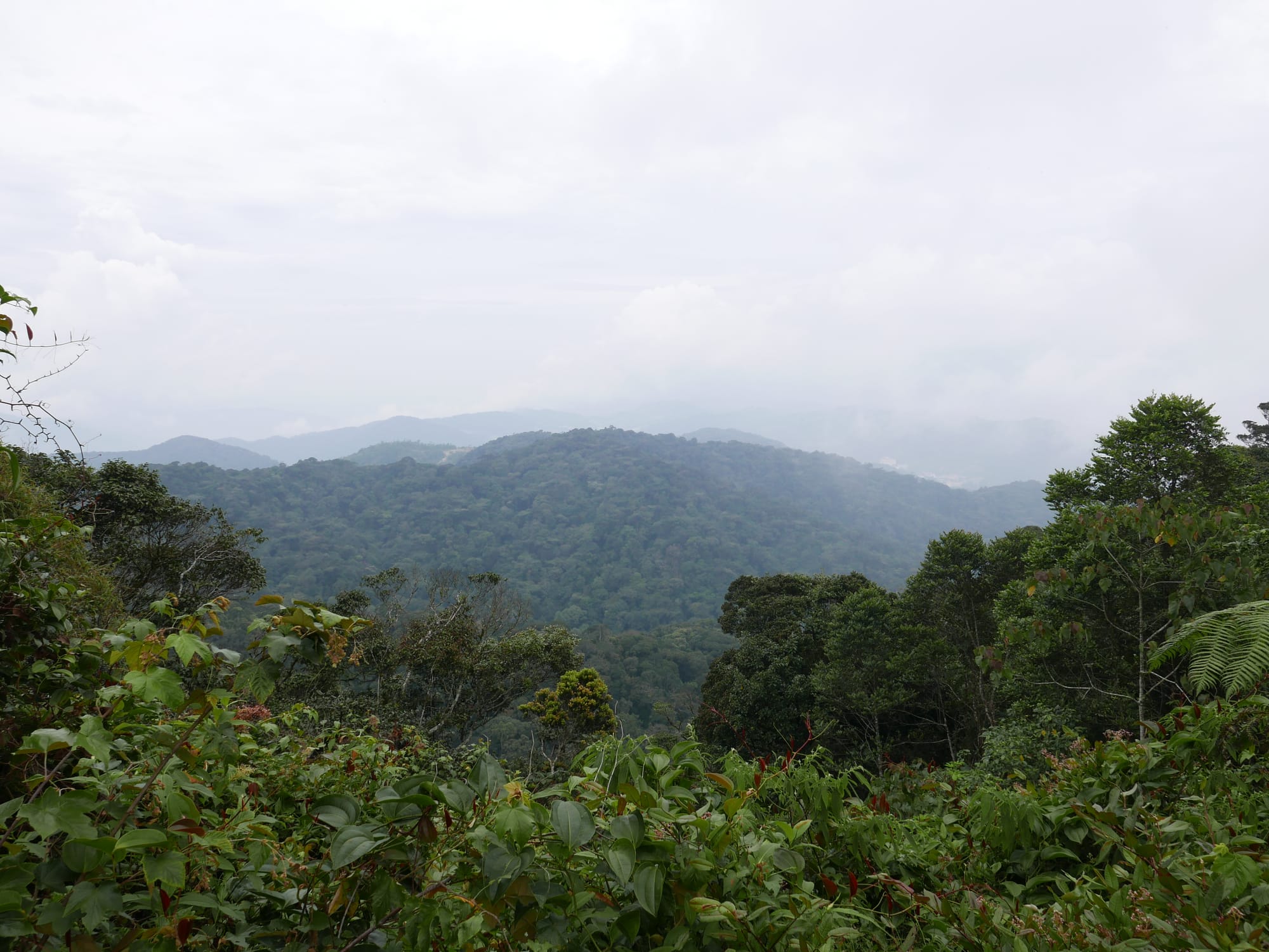 Photo by Author — looking over the forest from Puncak Gunung Brinchang and Watch Tower, Cameron Highlands, Malaysia