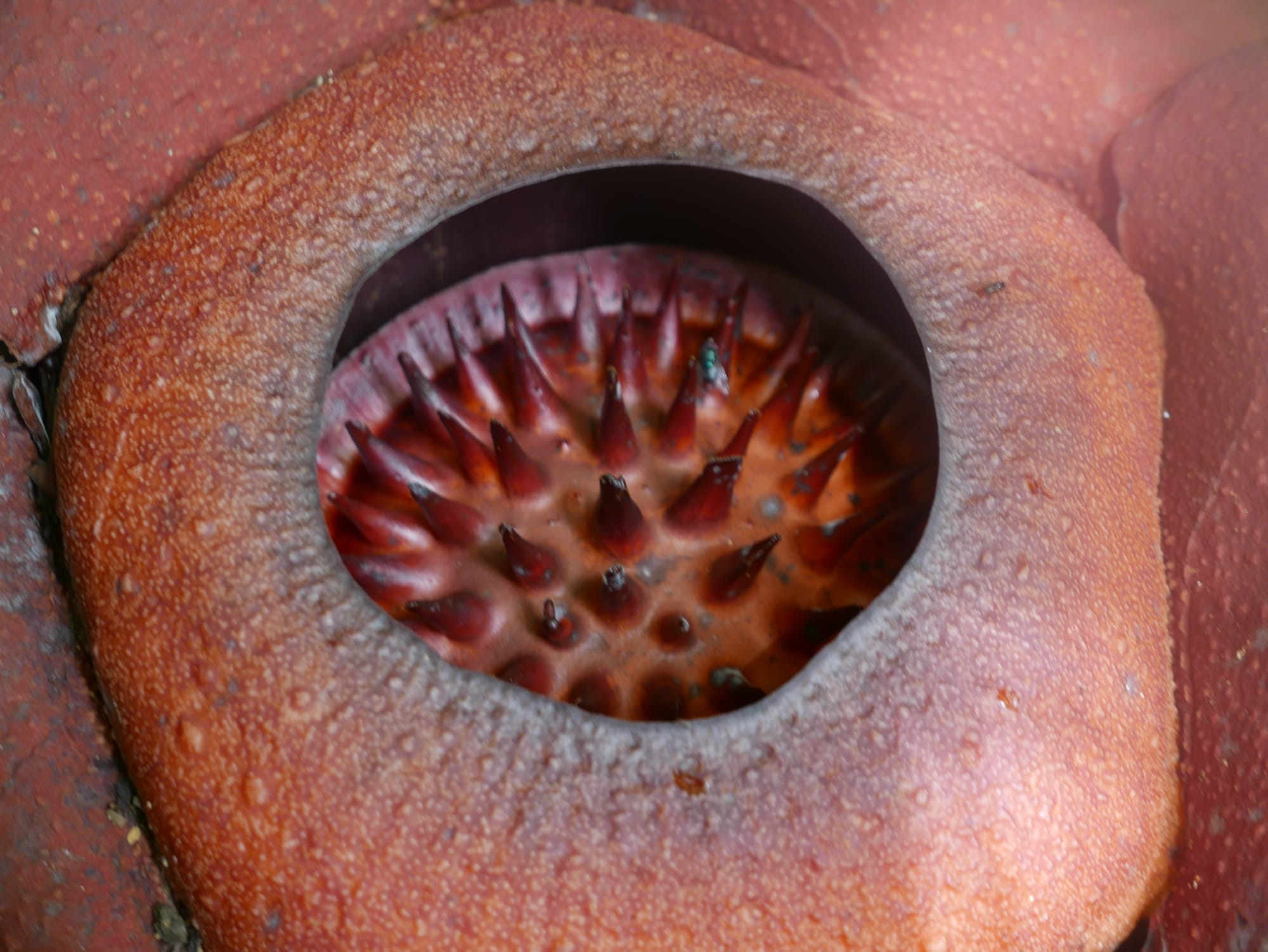 Photo by Author — the Rafflesia — Cameron Highlands, Malaysia