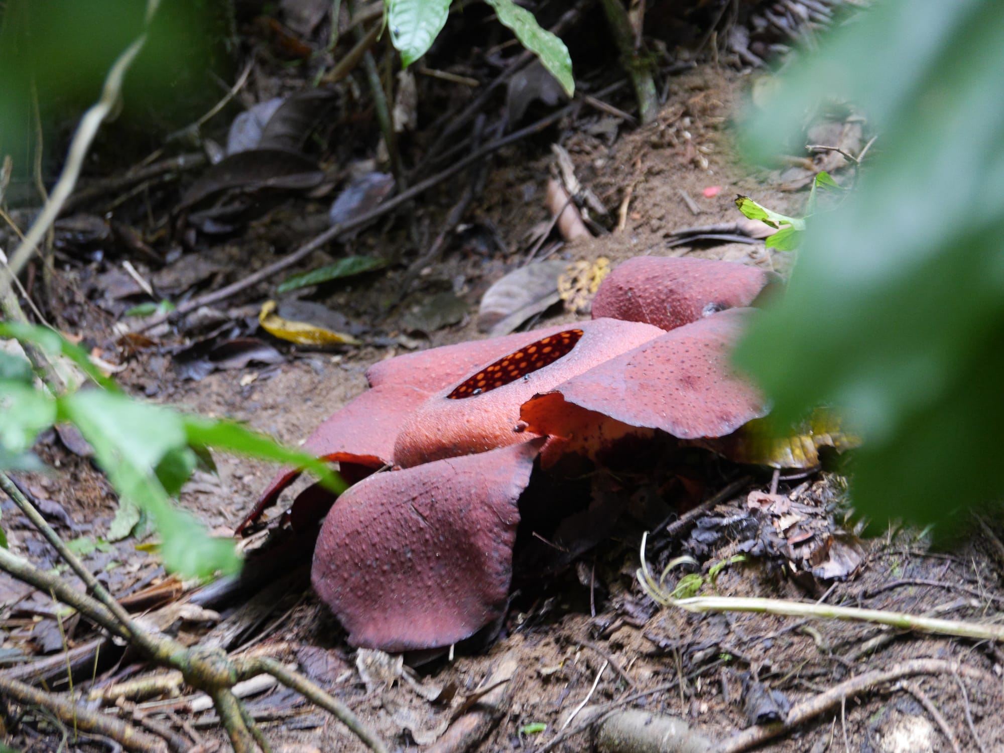Photo by Author — the Rafflesia — Cameron Highlands, Malaysia