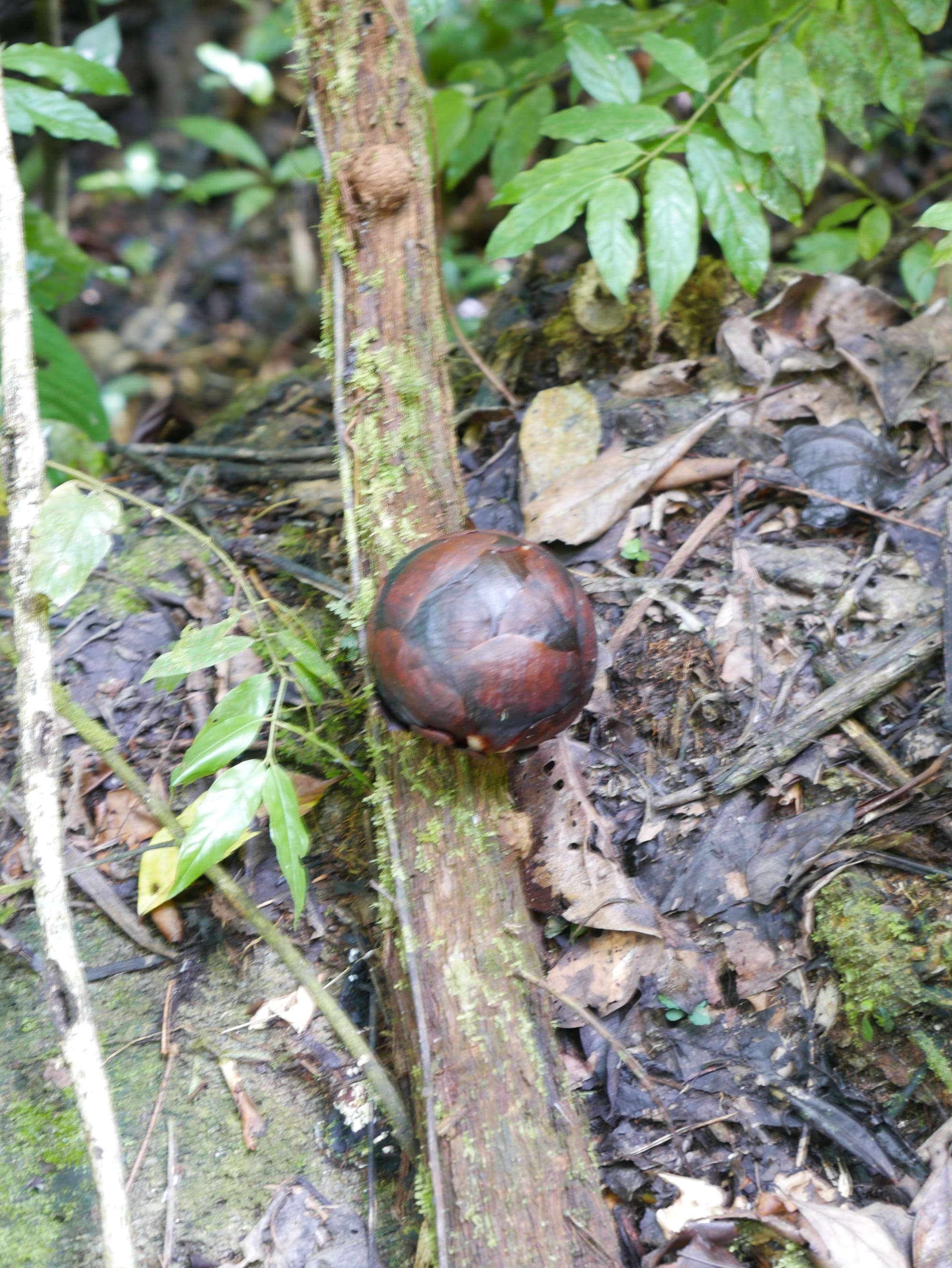 Photo by Author — a Rafflesia bud — Cameron Highlands, Malaysia 
