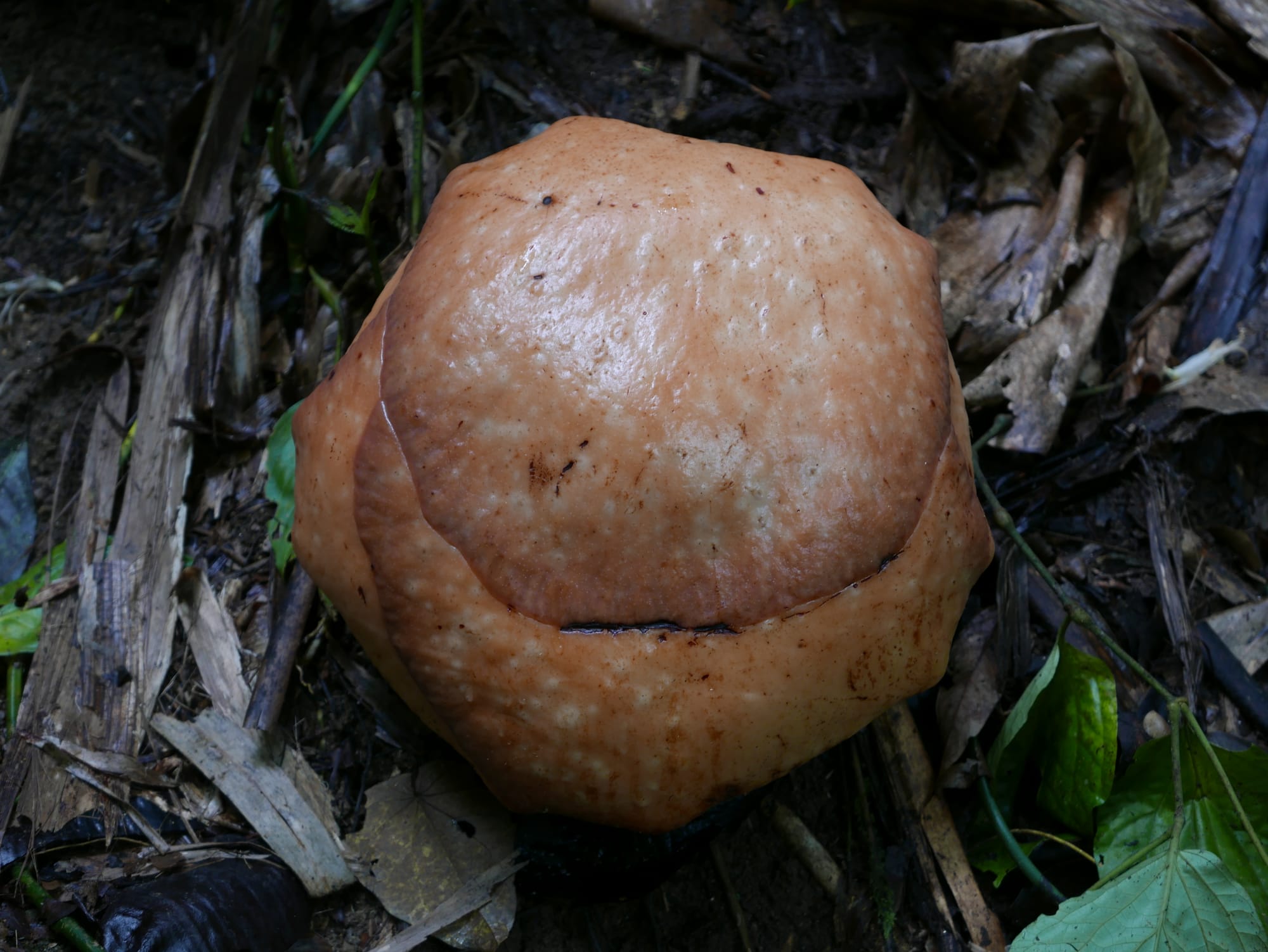 Photo by Author — a Rafflesia bud — Cameron Highlands, Malaysia 