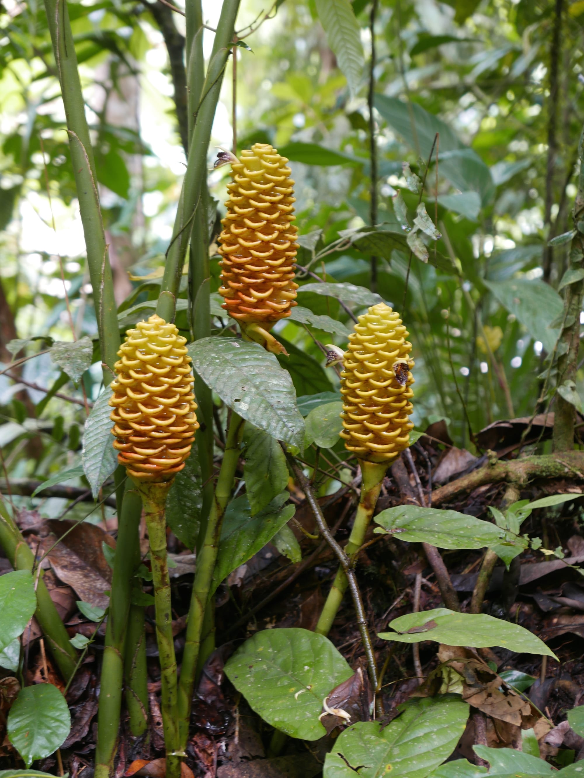 Photo by Author — flowering ginger — Cameron Highlands, Malaysia 