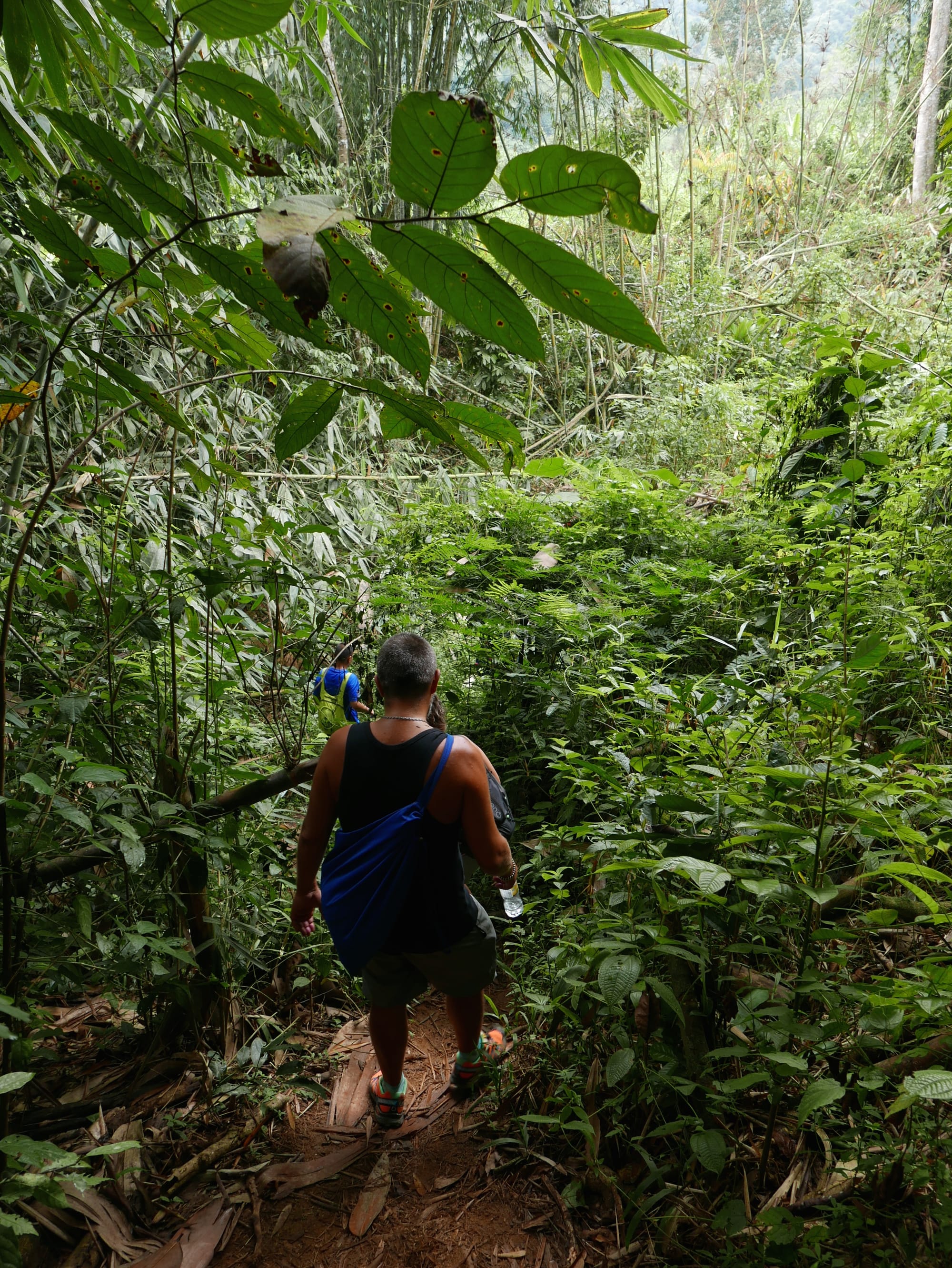 Photo by Author — hiking to see the Rafflesia — Cameron Highlands, Malaysia