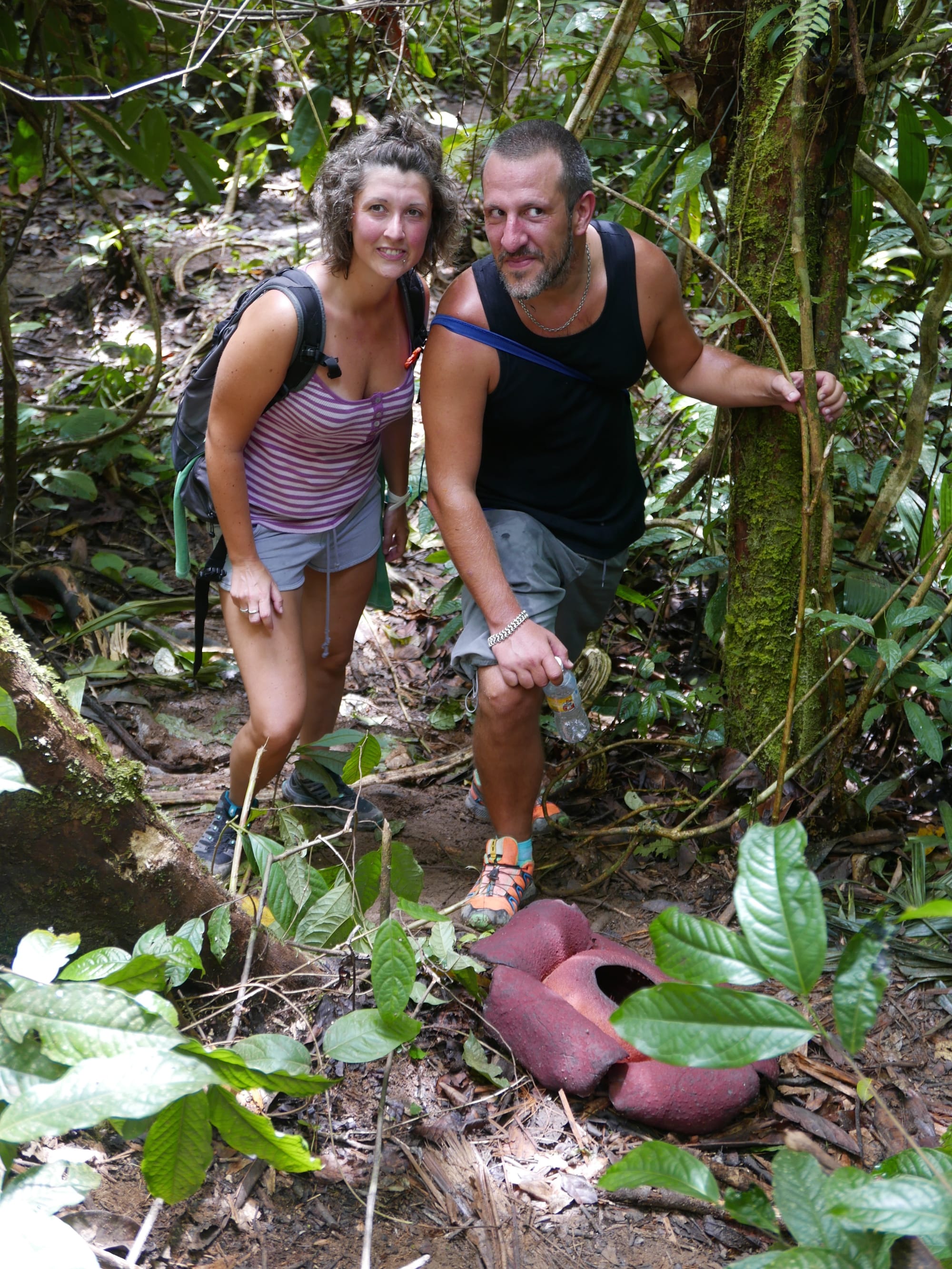 Photo by Author — the Rafflesia — Cameron Highlands, Malaysia