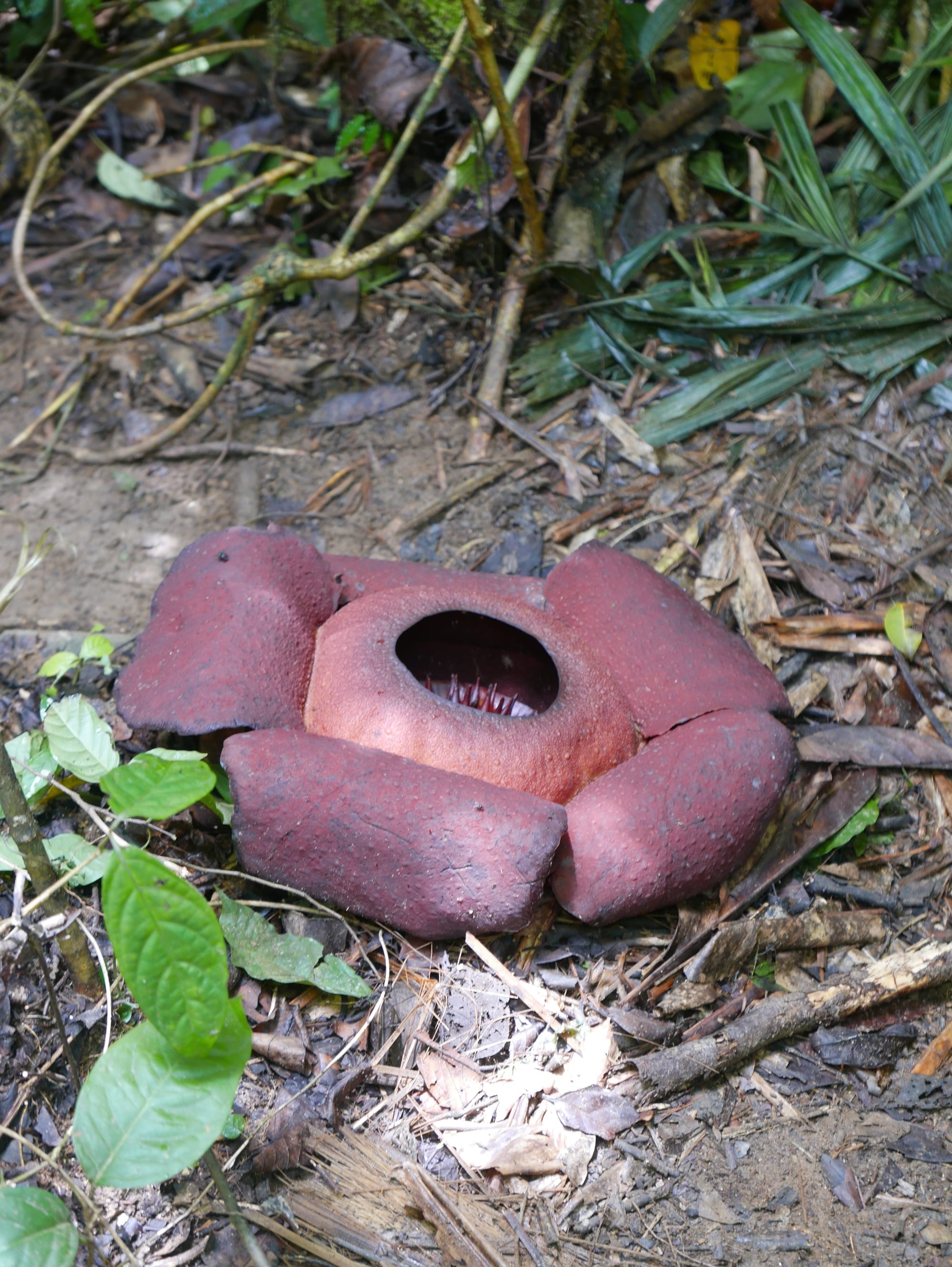 Photo by Author — the Rafflesia — Cameron Highlands, Malaysia