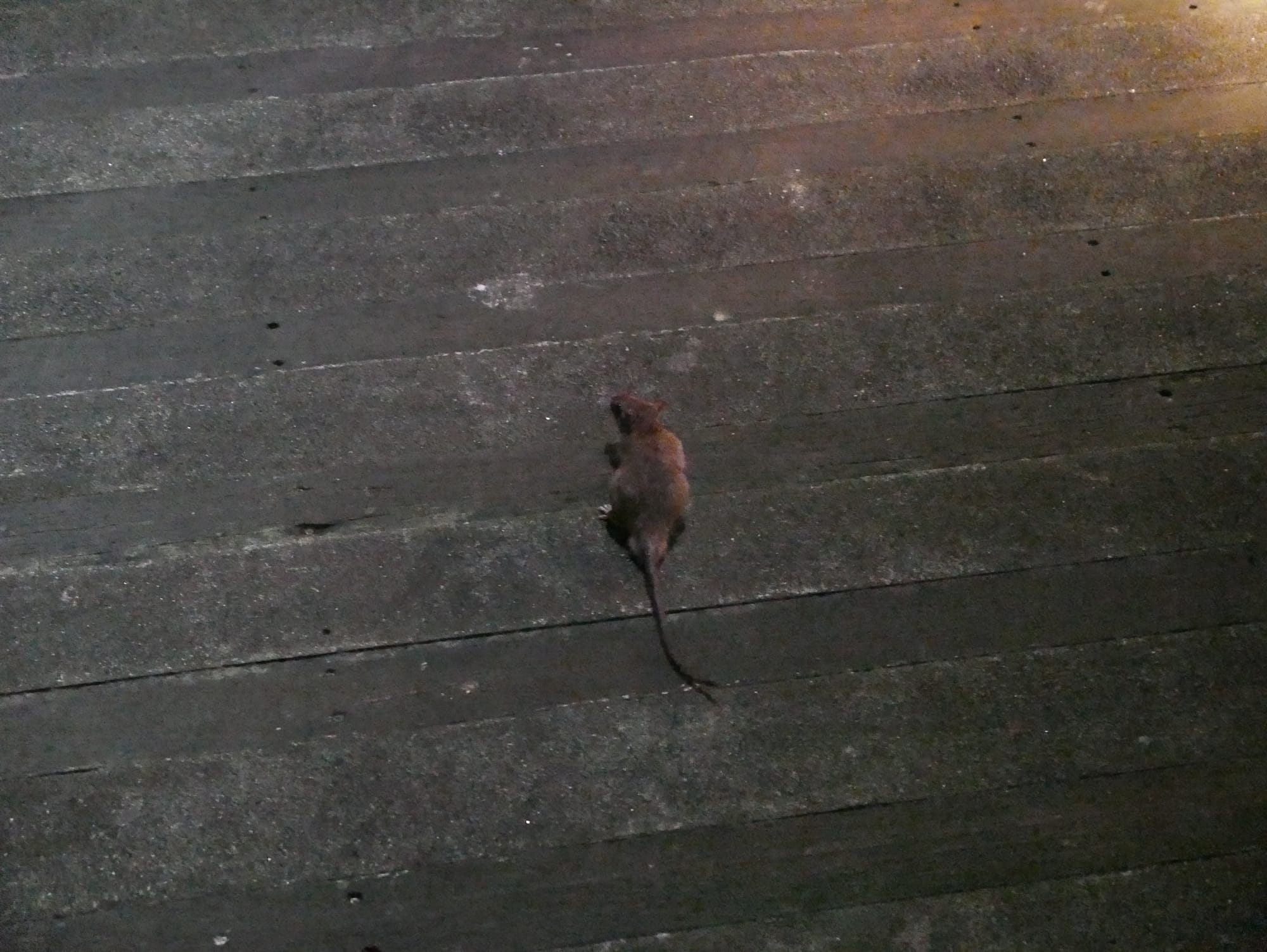 Photo by Author — a wild rat — Singapore Zoo Night Safari, Singapore