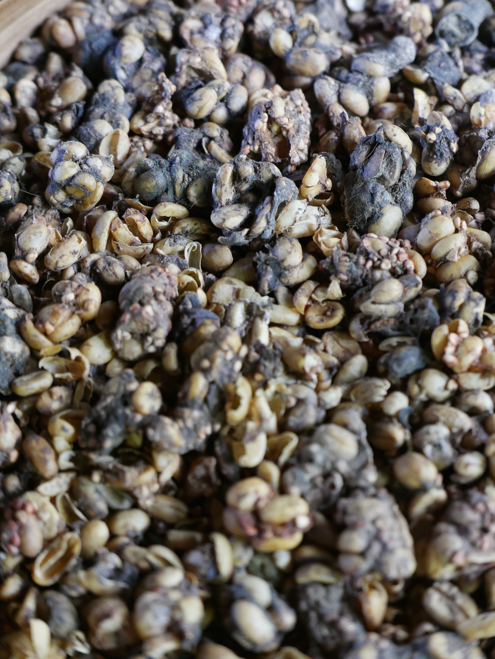 Photo by Author — coffee beans pooped by a Civet Cat — Coffee Luwak Luwus, Bali, Indonesia