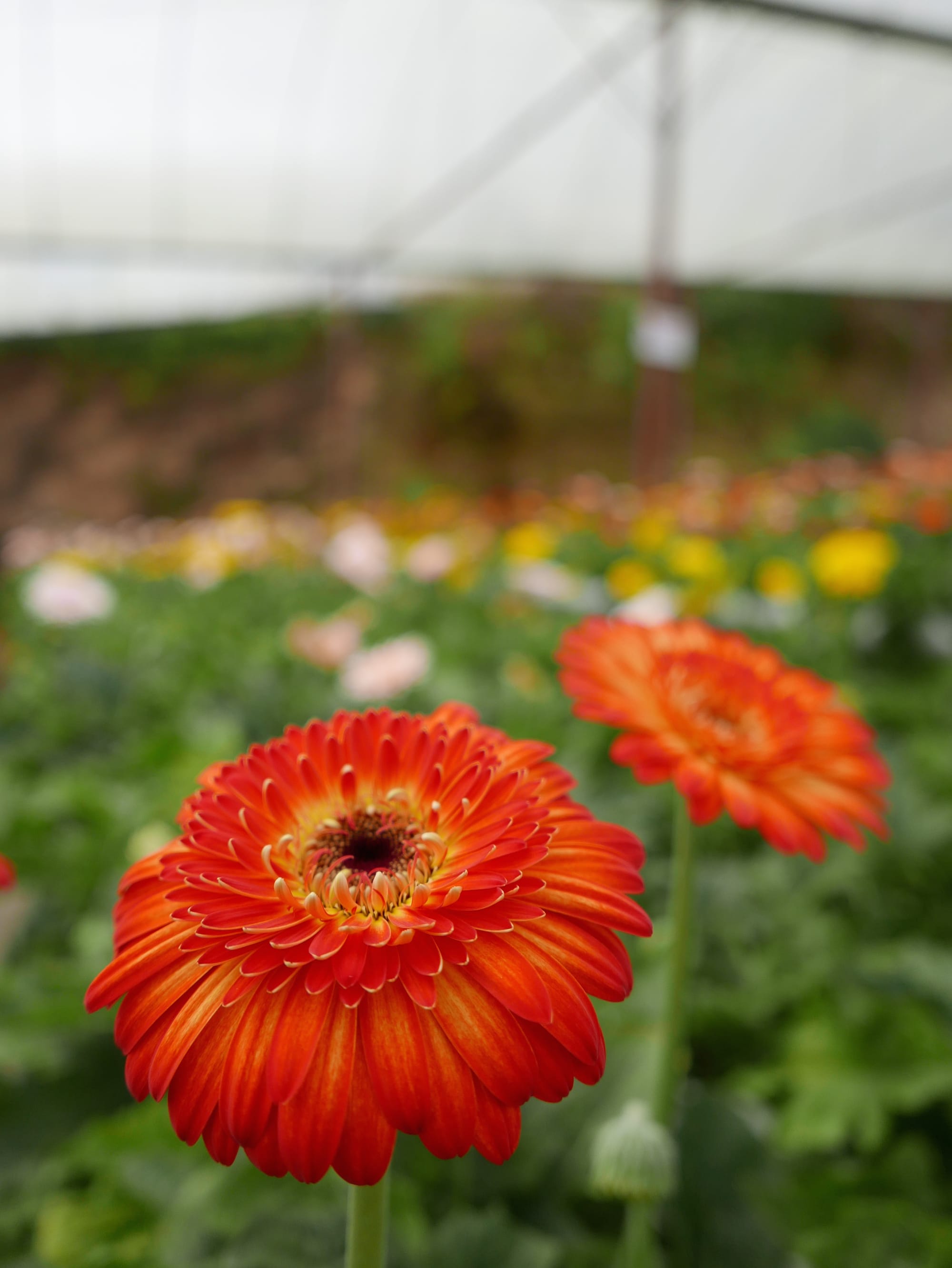 Photo by Author — Cameron Lavender Garden, The Highlands, Malaysia