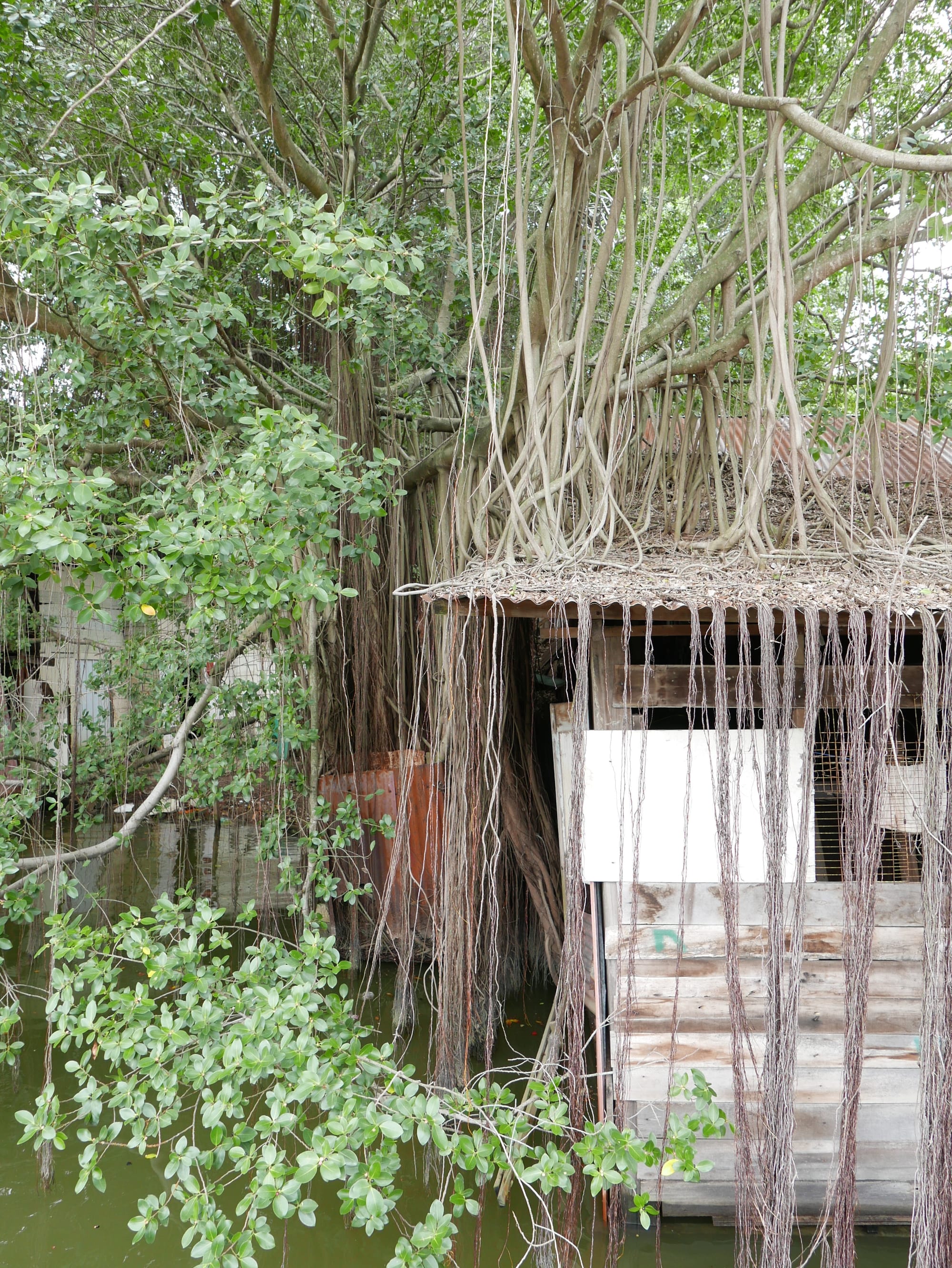 Photo by Author — ‘waterfall’ tree — Riverside, Malacca