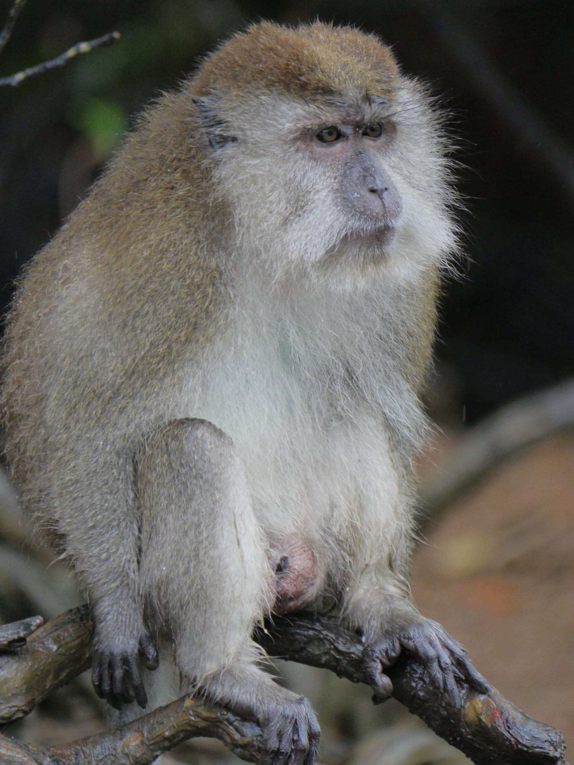 Photo by Author — monkeys in the swamp — Tg Rhu Mangrove Tour, Langkawi, Malaysia