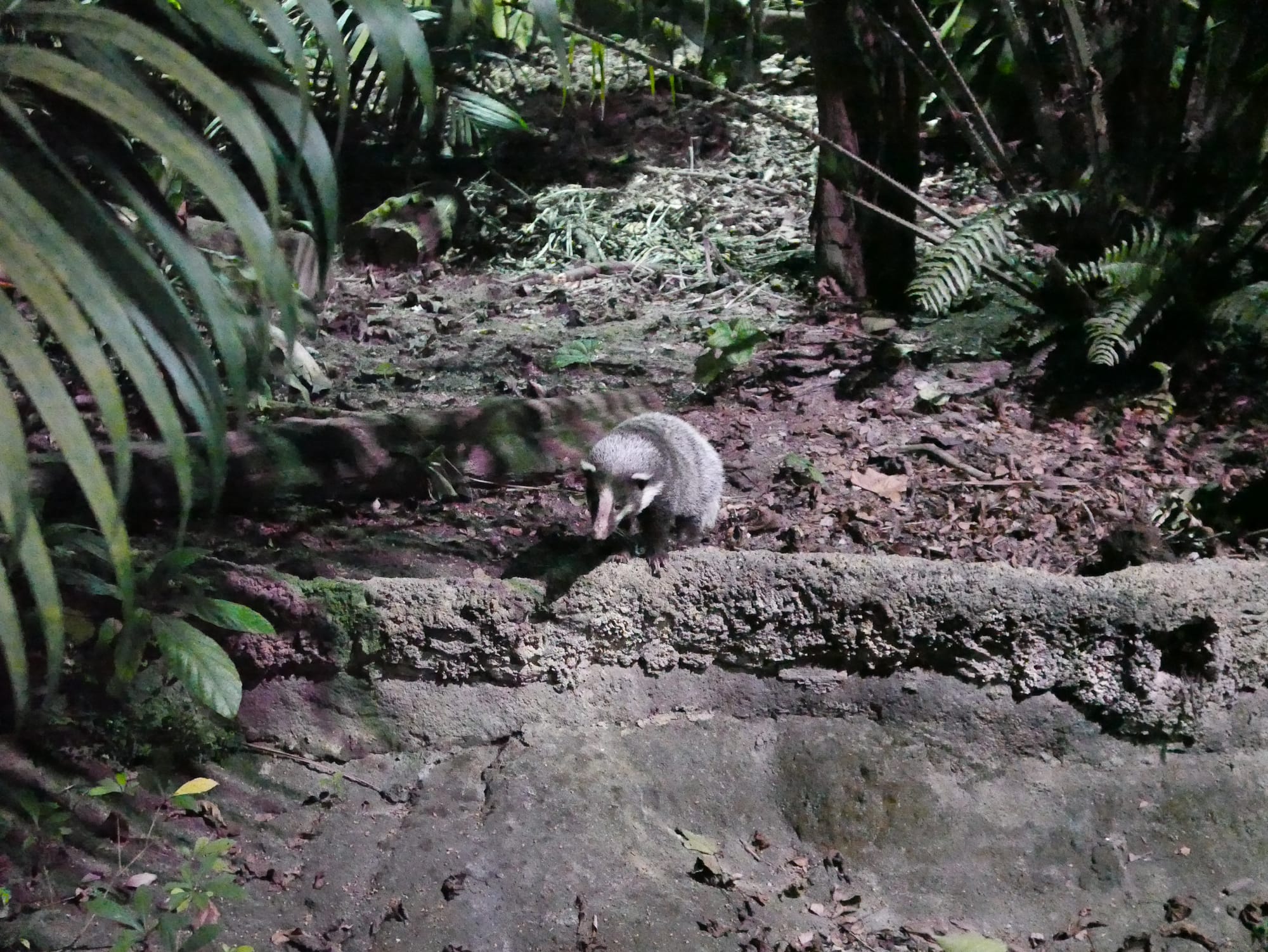 Photo by Author — Singapore Zoo Night Safari, Singapore