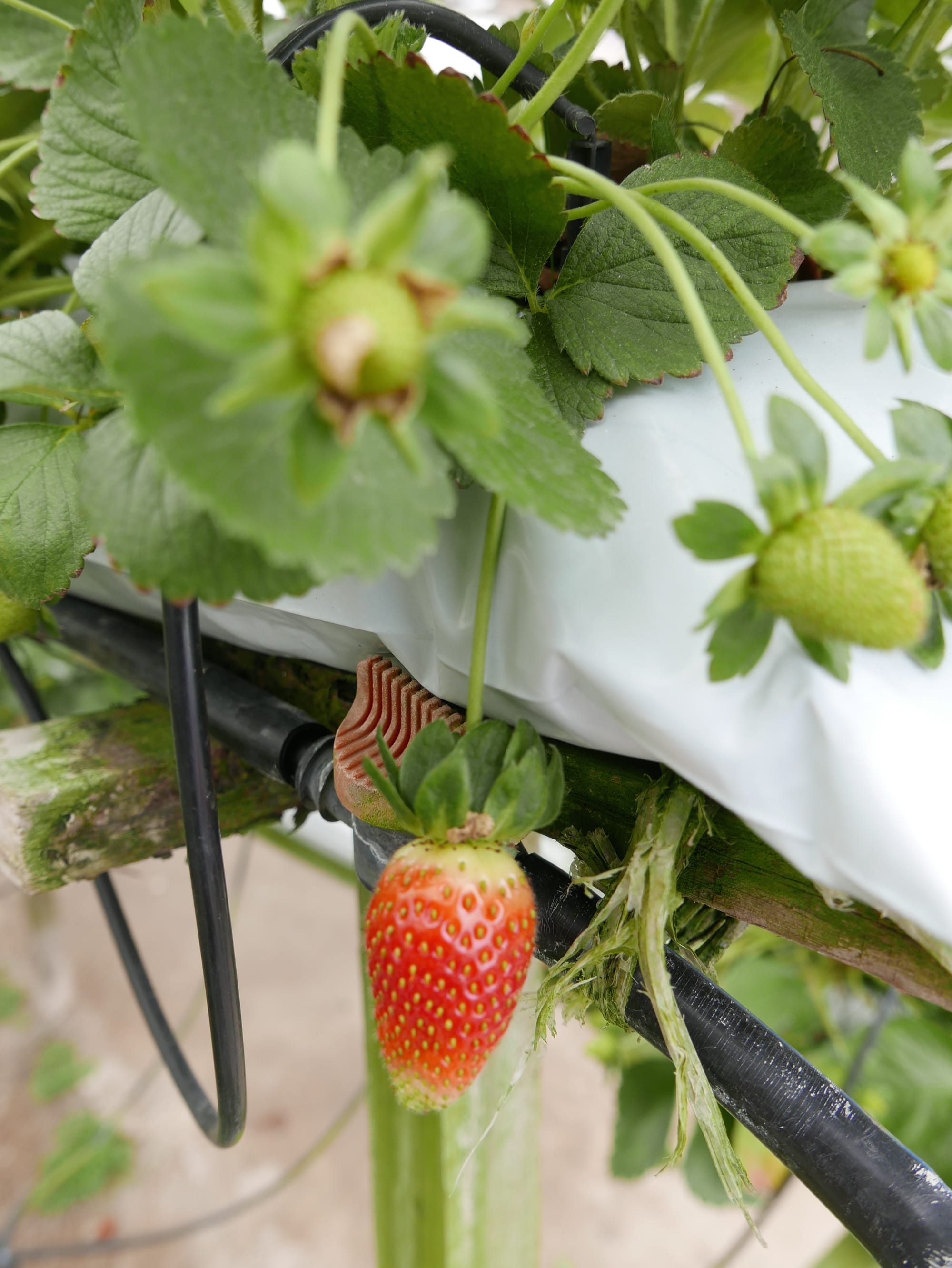 Photo by Author — strawberries in the Cameron Highlands, Malaysia