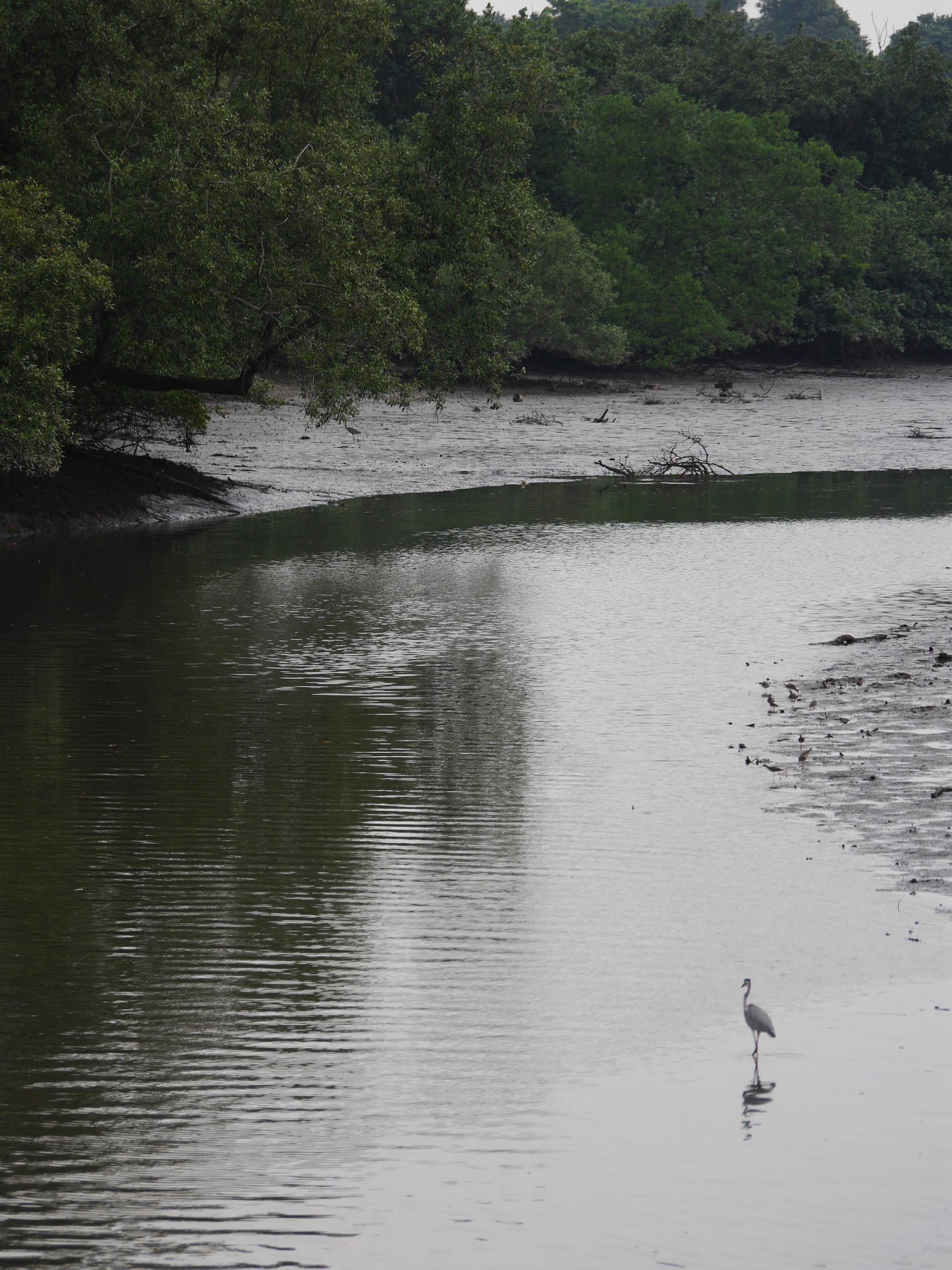 Photo by Author — Sungei Buloh Wetland Reserve, Singapore