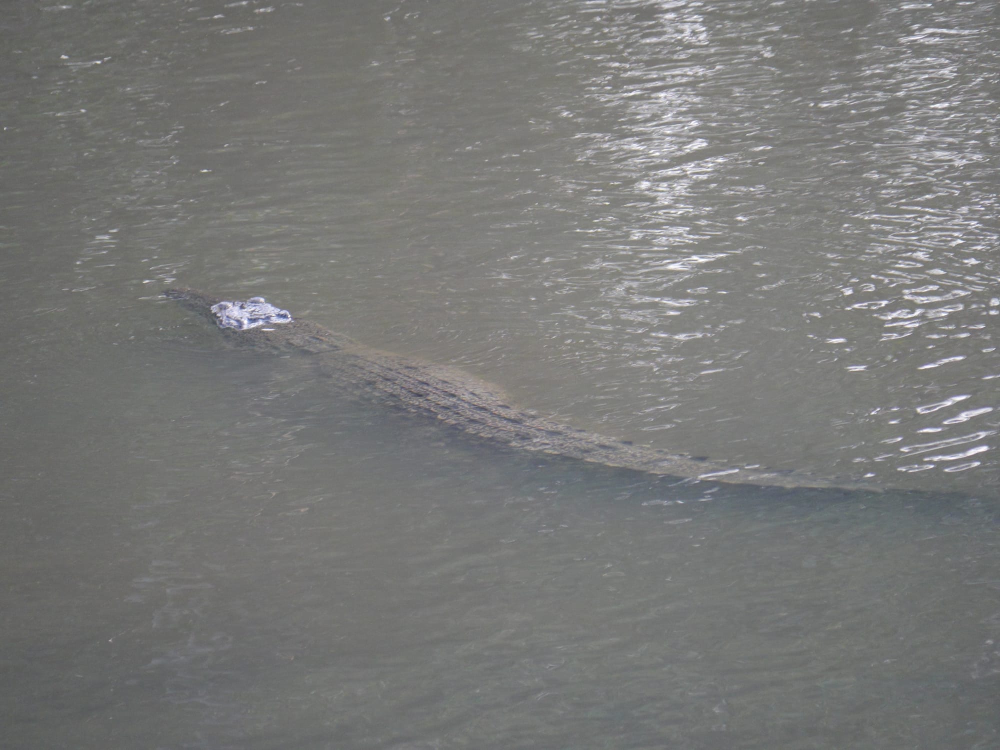 Photo by Author — a crocodile in Singapore — Sungei Buloh Wetland Reserve, Singapore