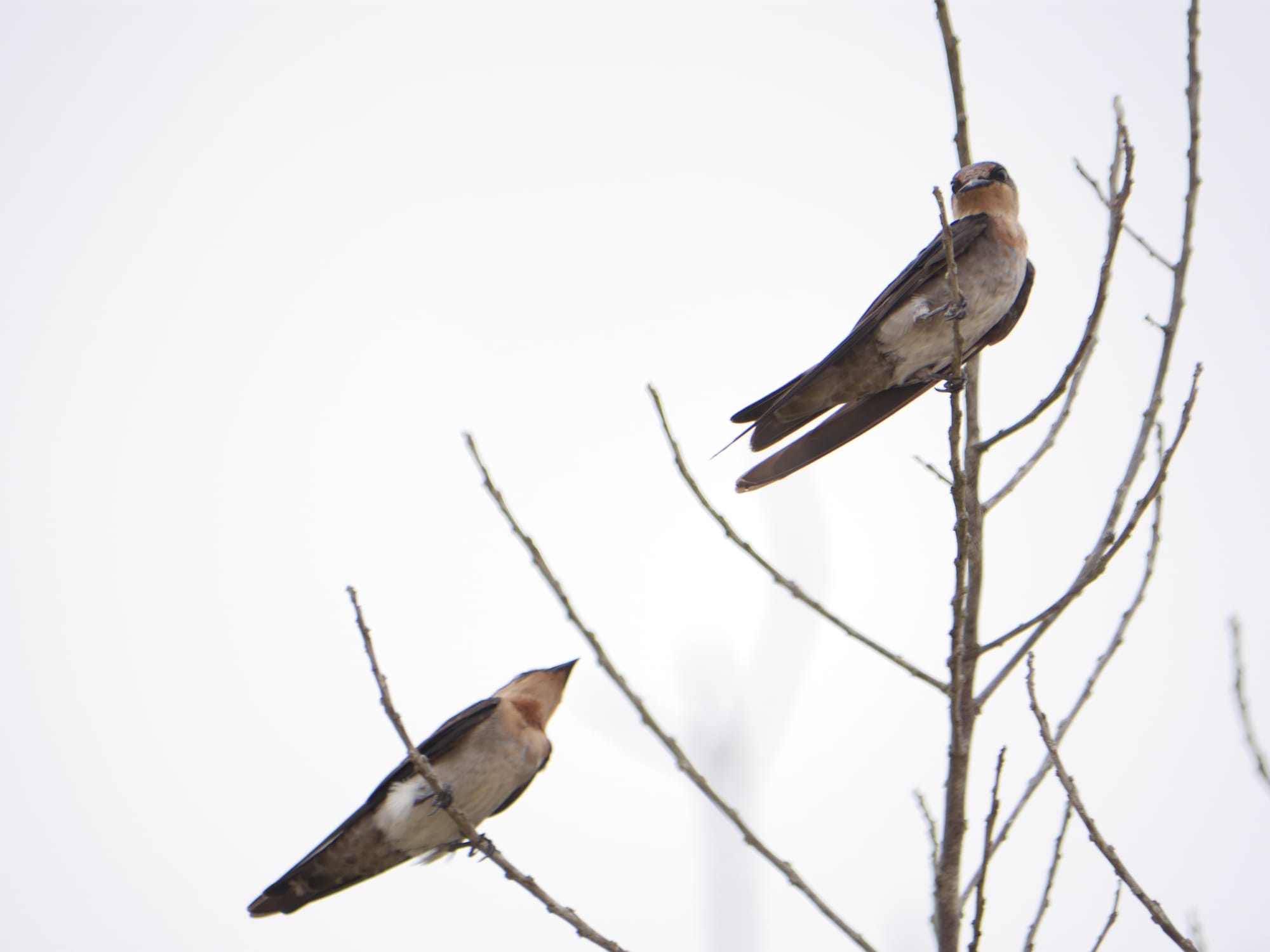 Photo by Author — Pacific swallow (Hirundo tahitica) on the beach at the Andaman Hotel, Langkawi, Malaysia