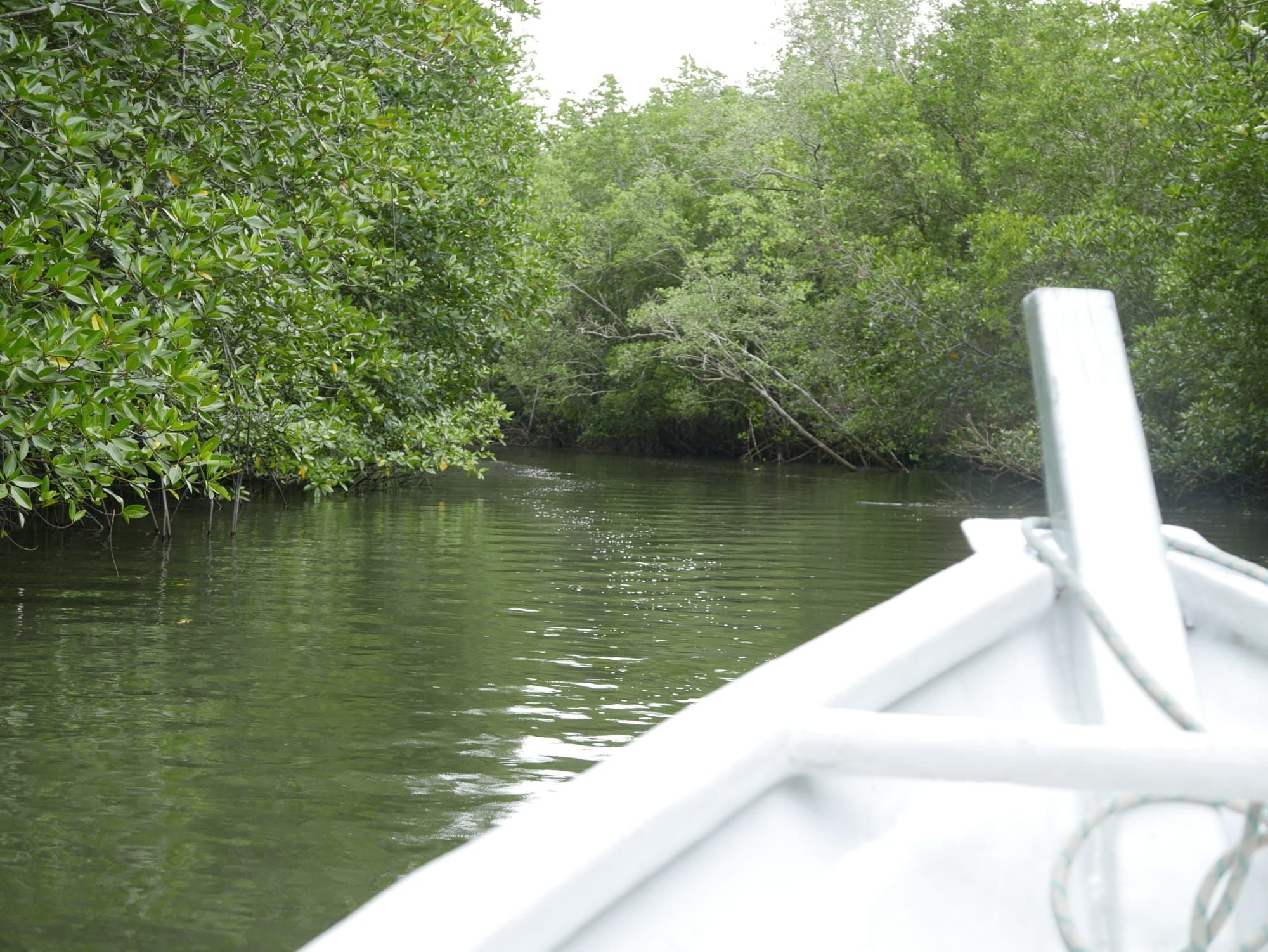 Photo by Author — further into the swamp — Tg Rhu Mangrove Tour, Langkawi, Malaysia