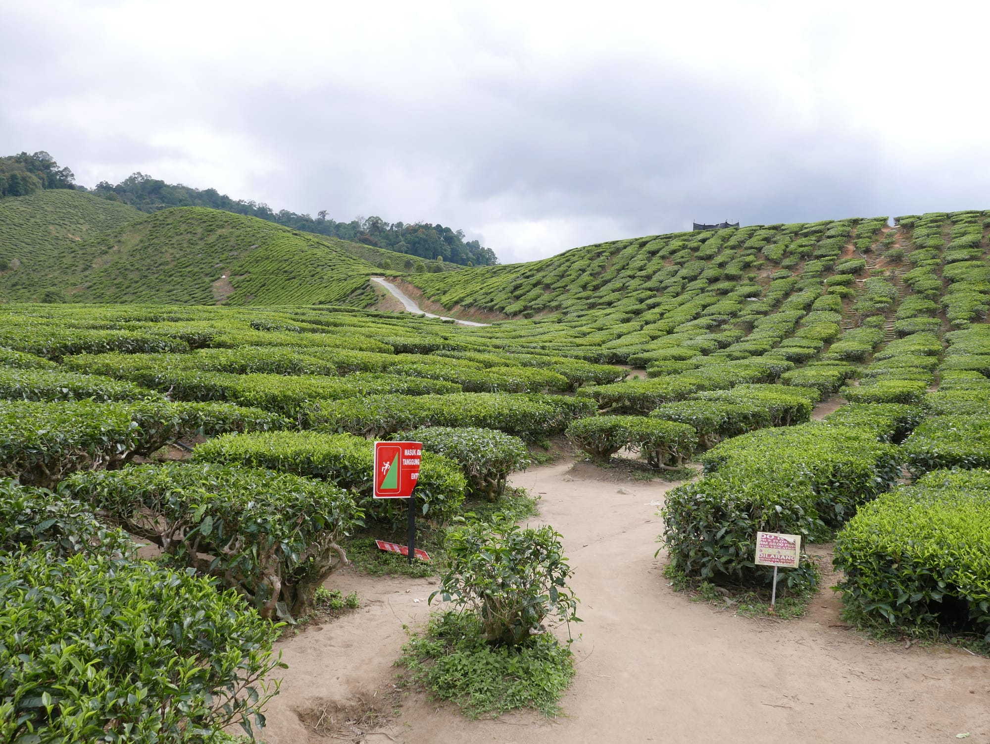 Photo by Author — tea plantation — Cameron Valley Tea House, Cameron Highlands, Malaysia
