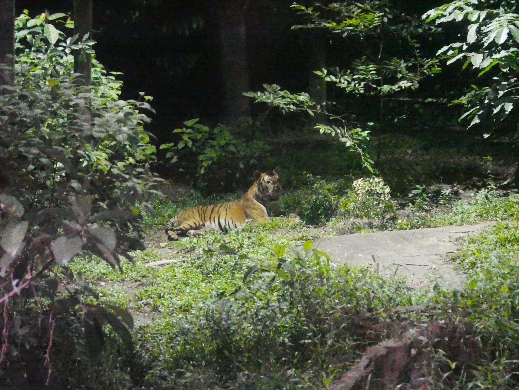 Photo by Author — tiger — Singapore Zoo Night Safari, Singapore