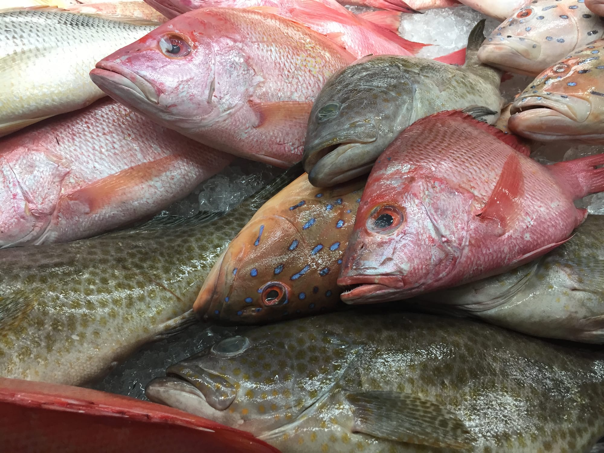 Photo by Author — picking your fish at the Topspot Food Court, 93000 Kuching, Sarawak, Malaysia