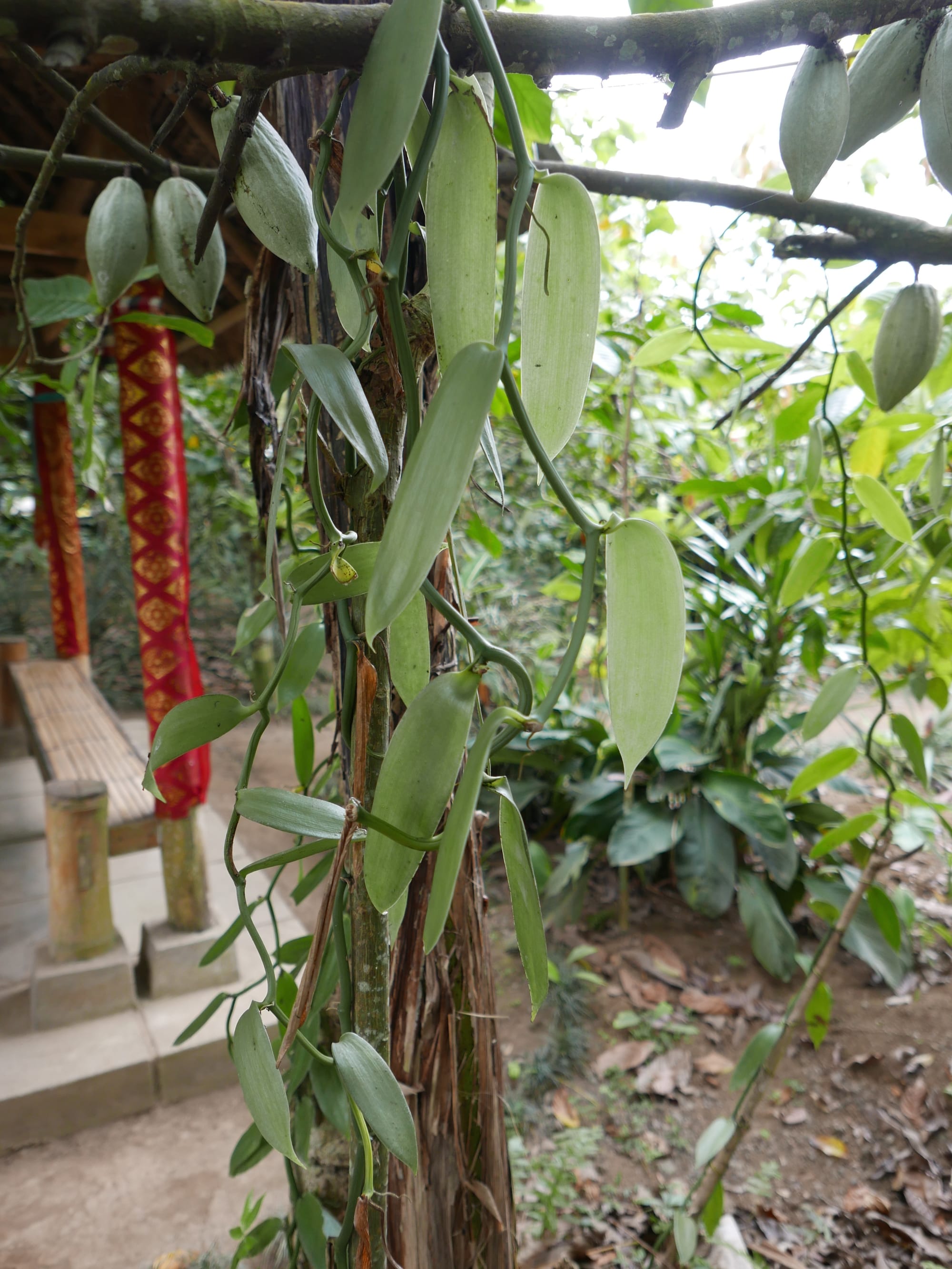Photo by Author — Vanilla Pods at Coffee Luwak Luwus, Bali, Indonesia