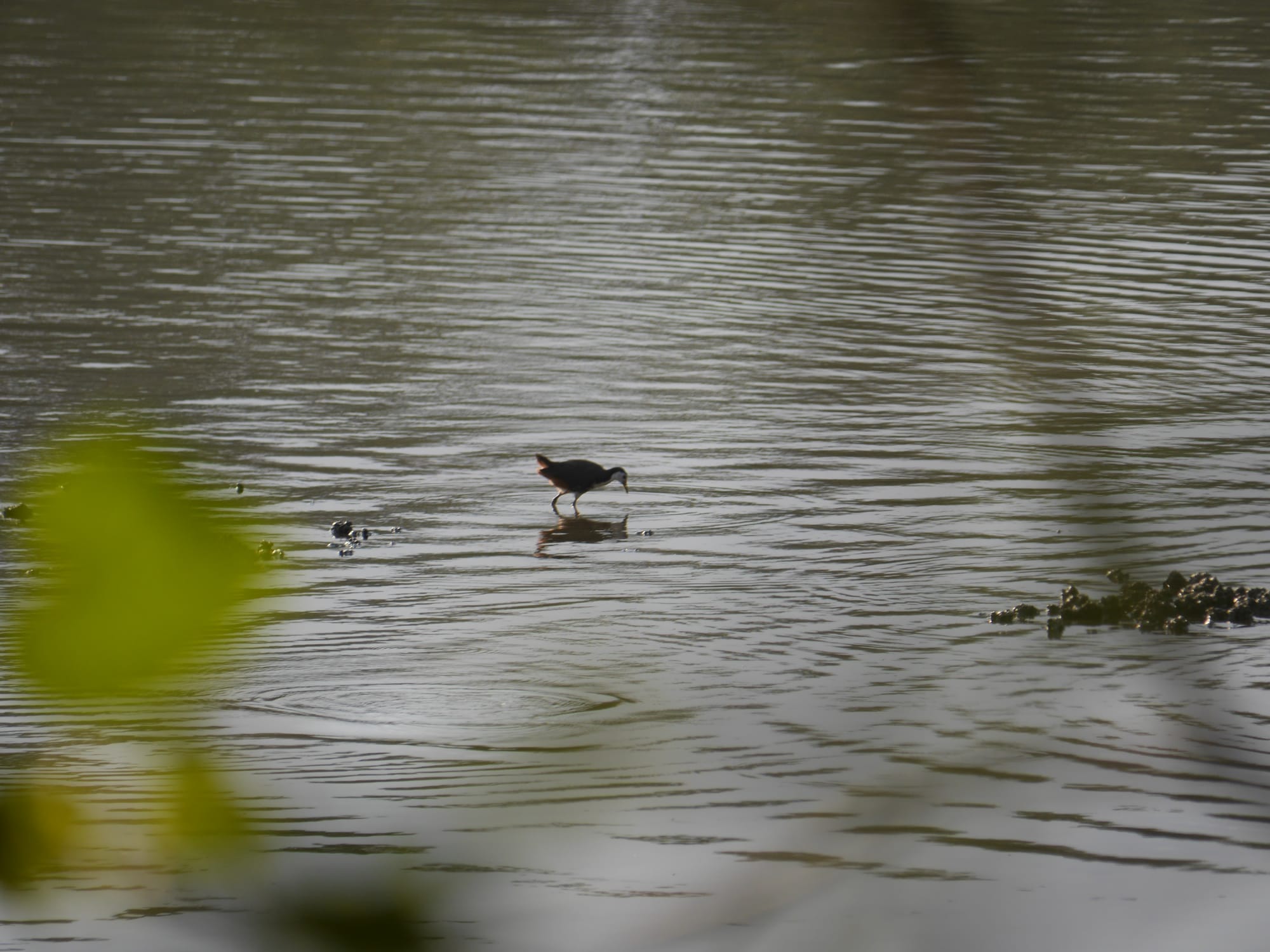 Photo by Author — Sungei Buloh Wetland Reserve, Singapore