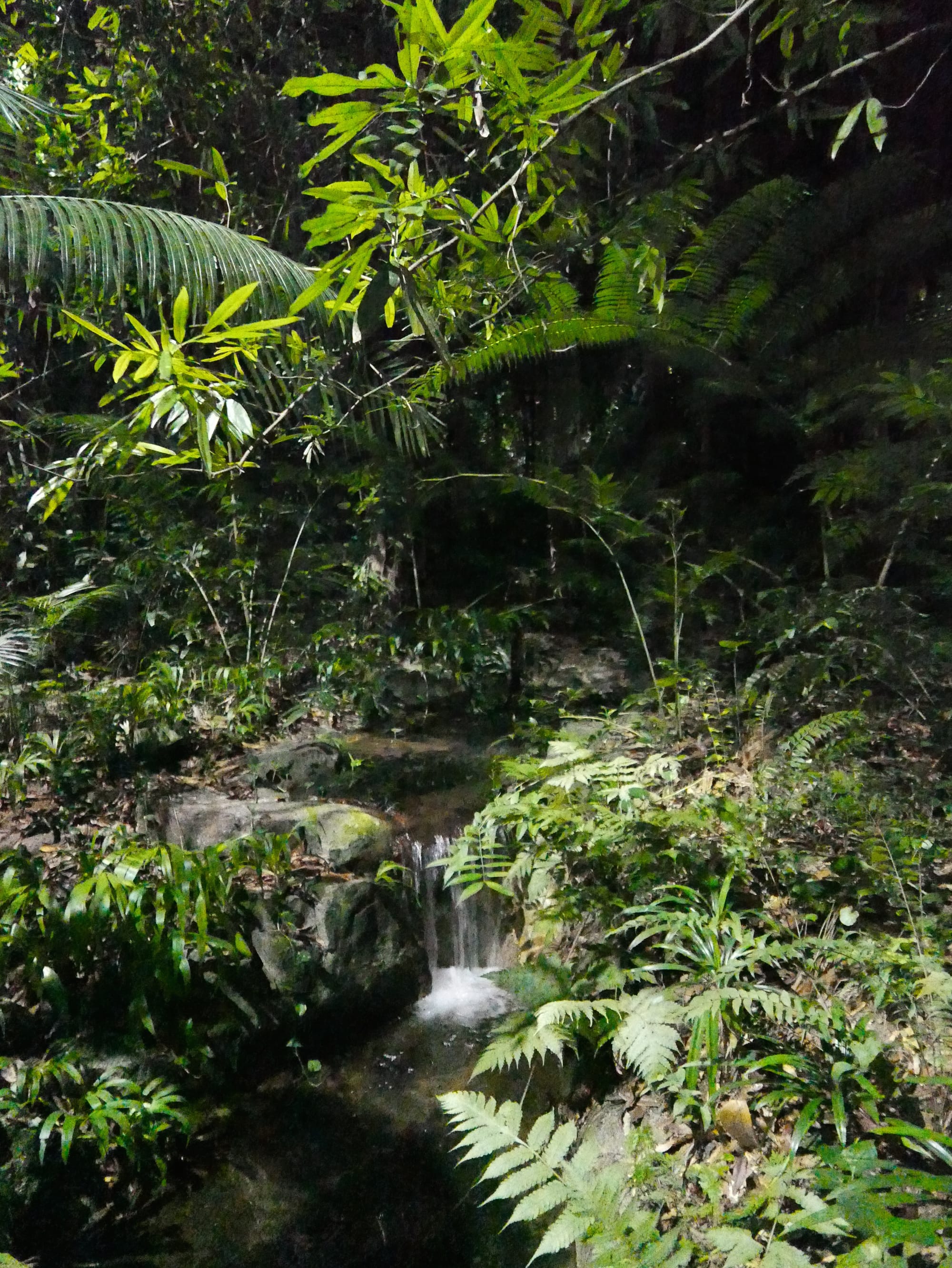 Photo by Author — Singapore Zoo Night Safari, Singapore