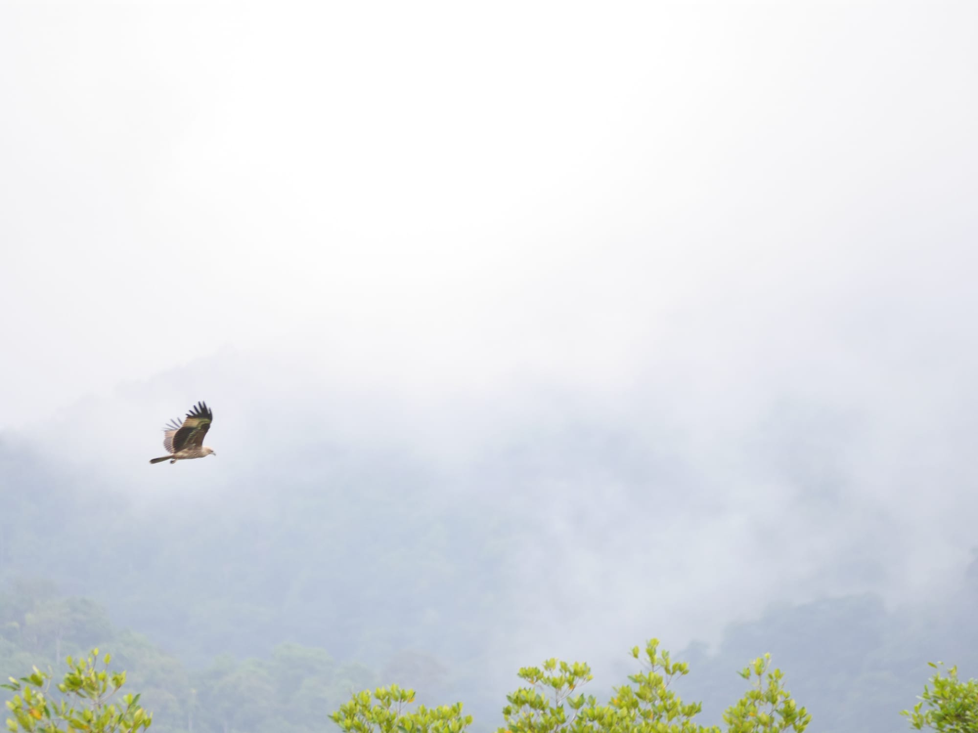 Photo by Author — White Belly Sea Eagle (Haliaeetus leucogaster) in flight — Tg Rhu Mangrove Tour, Langkawi, Malaysia
