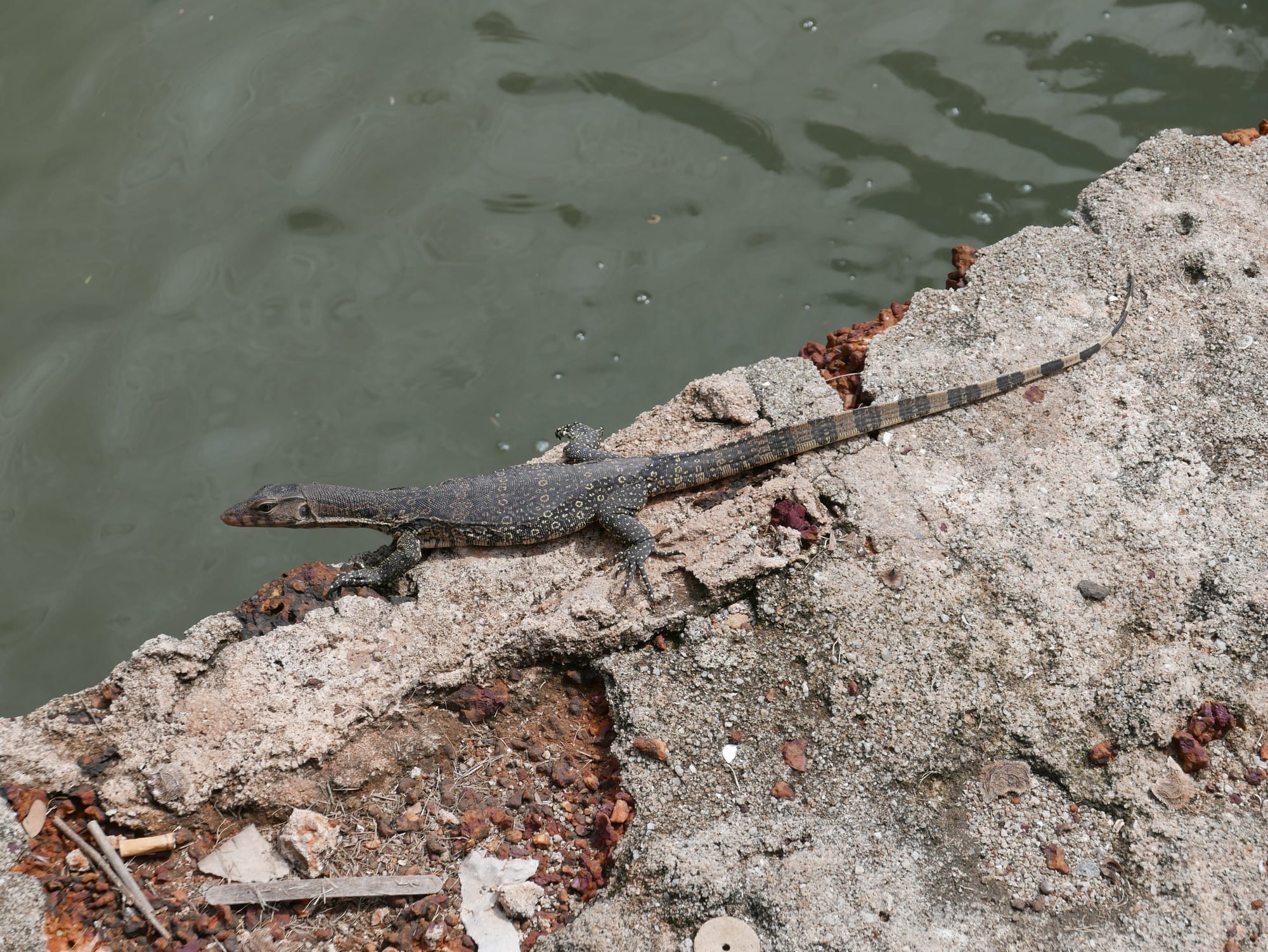 Photo by Author — baby Water Monitor Lizards — Malacca, Malaysia