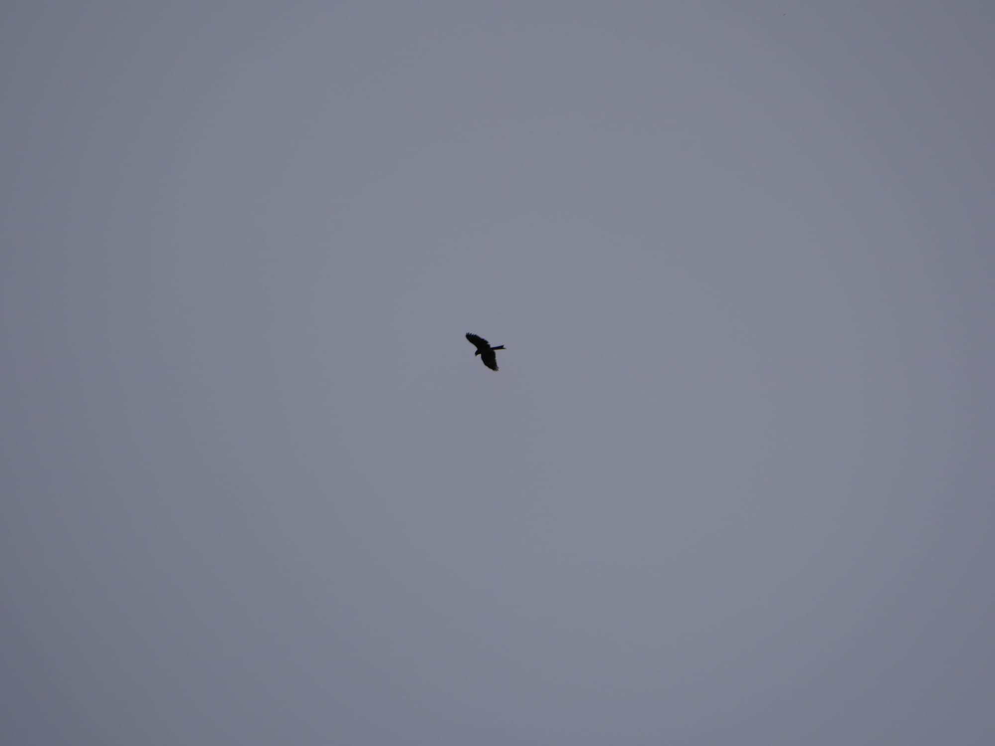 Photo by Author — a rare sight — a bird in Ha Long Bay, Vietnam