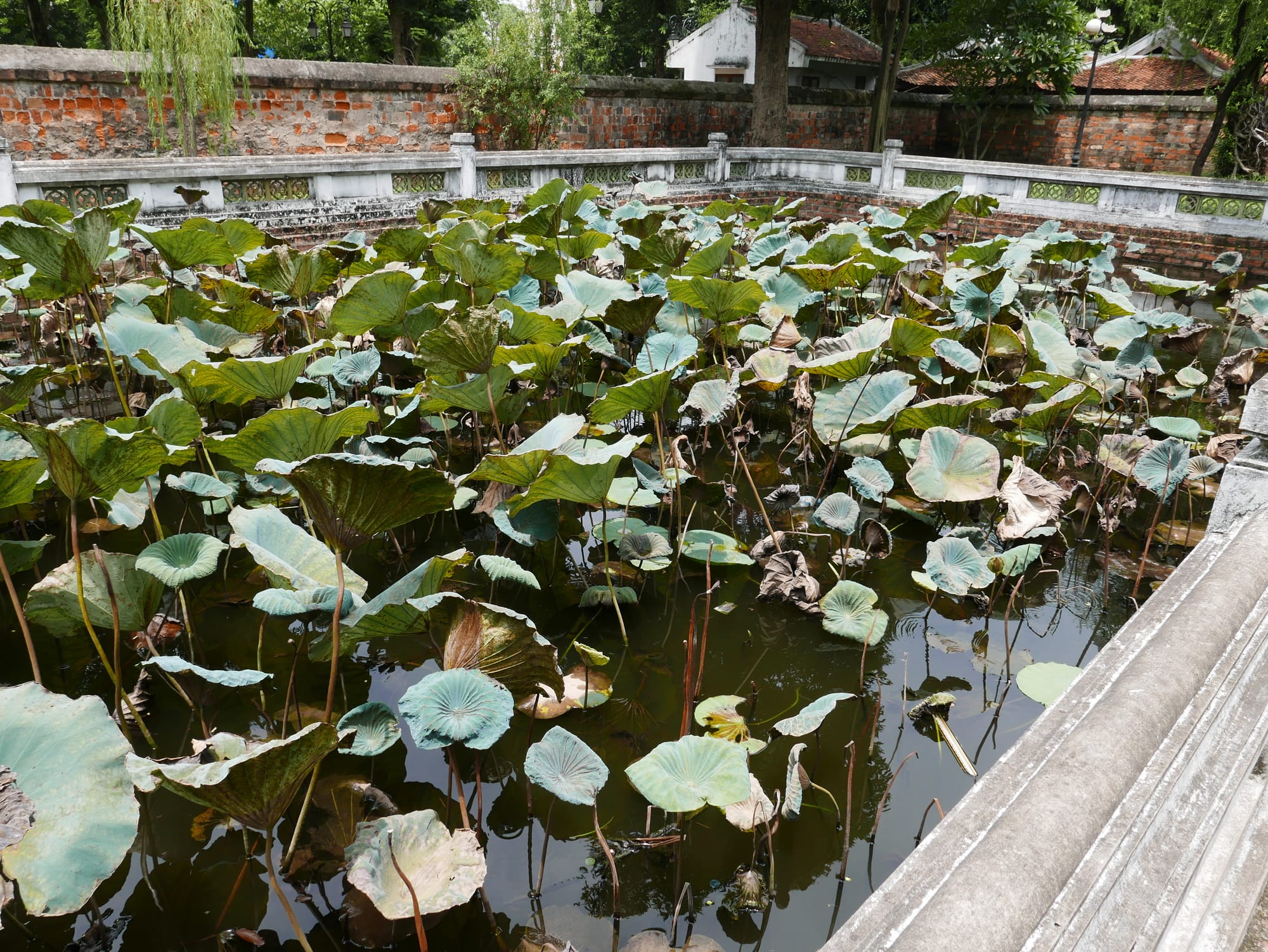 Photo by Author — Văn Miếu Quốc Tử Giám (Temple of Literature), Quốc Tử Giám (Văn Miếu), Đống Đa, Thành Phố Hà Nội, Hanoi, Vietnam