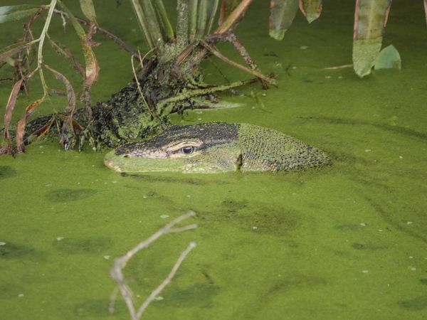 Monitor lizard (also called Malayan Water Monitor; Varanus salvator) — Sungei Buloh Wetland Reserve, Singapore