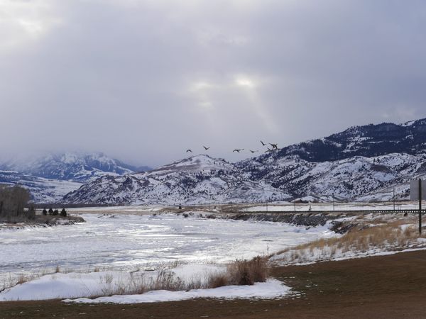 The Drive into Yellowstone National Park in winter - geese flying over a frozen river