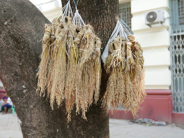 Birds in Yangon (Rangoon), Myanmar (Burma)