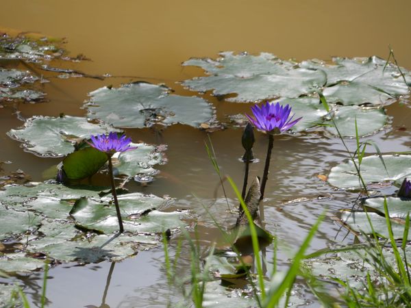 Stroll in a local park, Johor Bahru, Malaysia