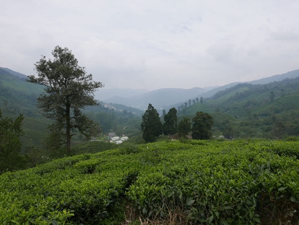 BOH Tea Plantations, Cameron Highlands, Malaysia