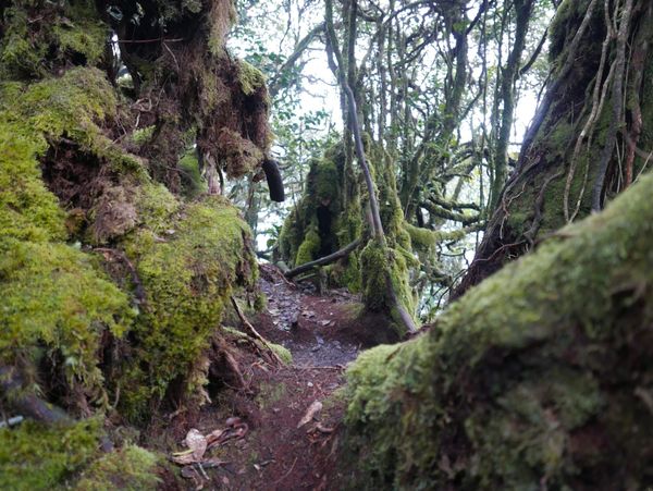 Hill Top Travel and Tour — Mossy Forest, Cameron Highlands, Malaysia