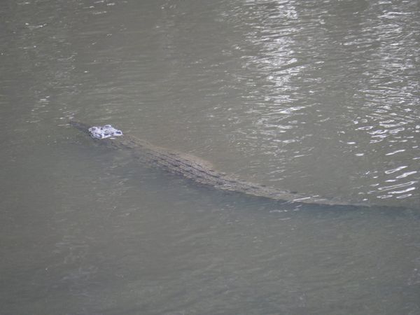 Sungei Buloh Wetland Reserve, Singapore