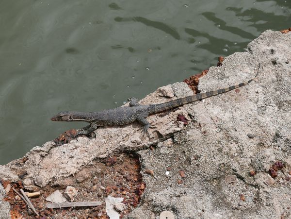 Wildlife in Malacca, Malaysia