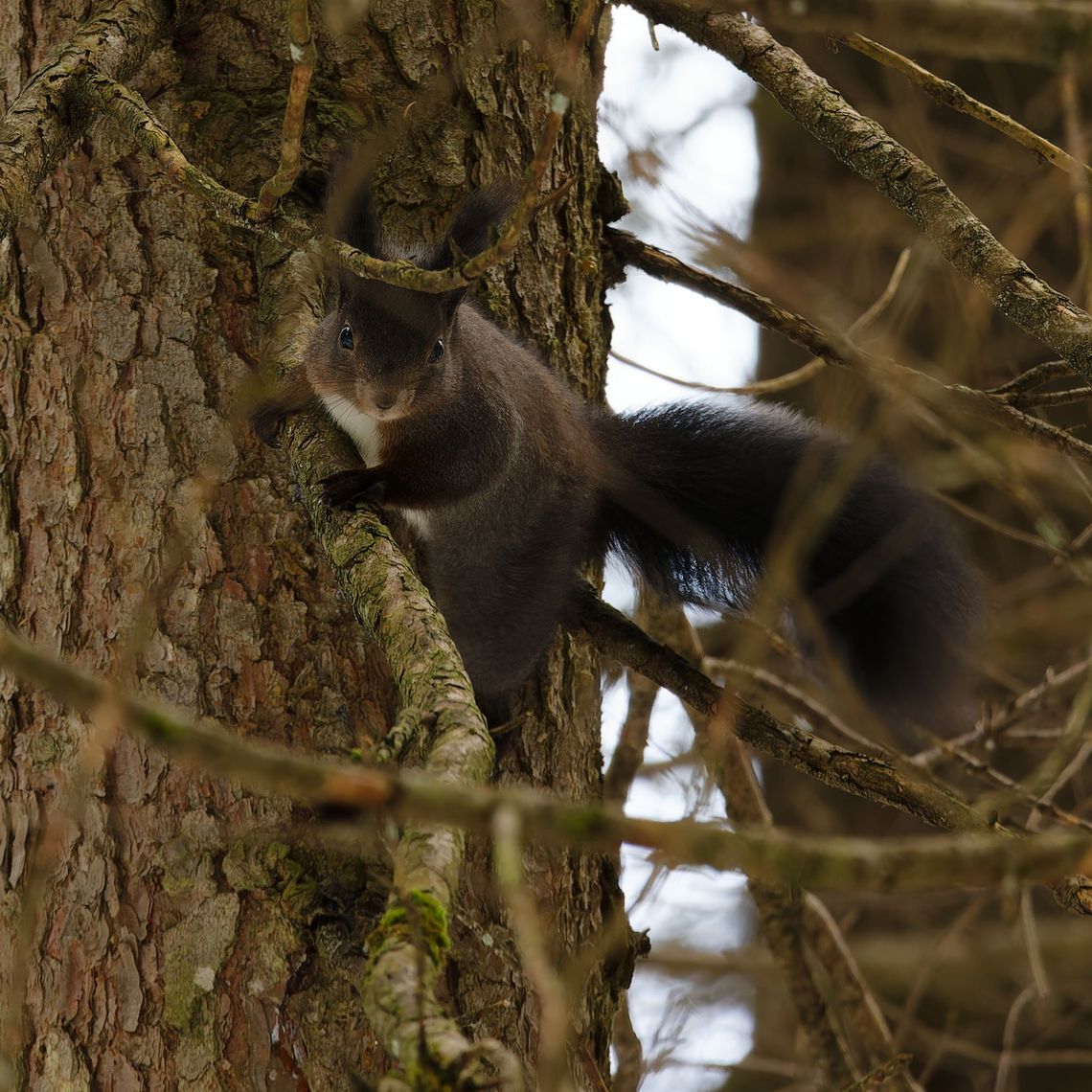Chamois - Kandertseg