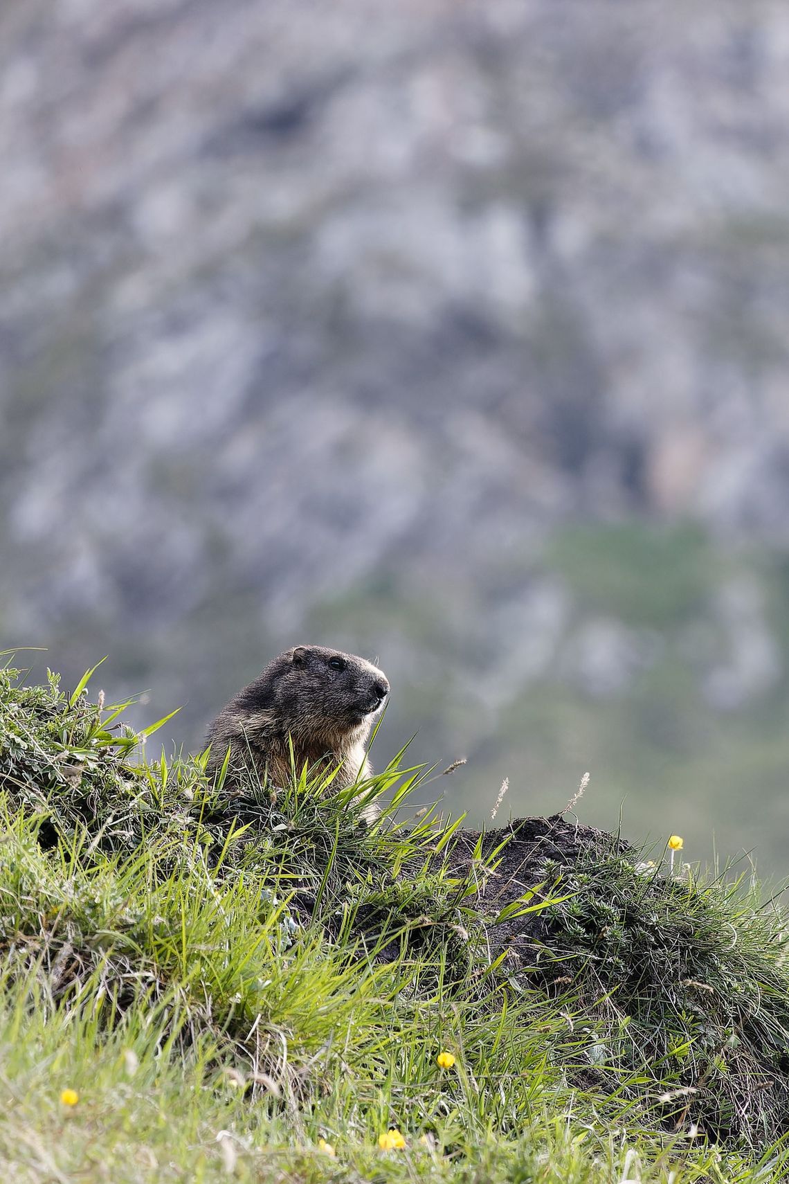 Grindelwald - Bachalpsee
