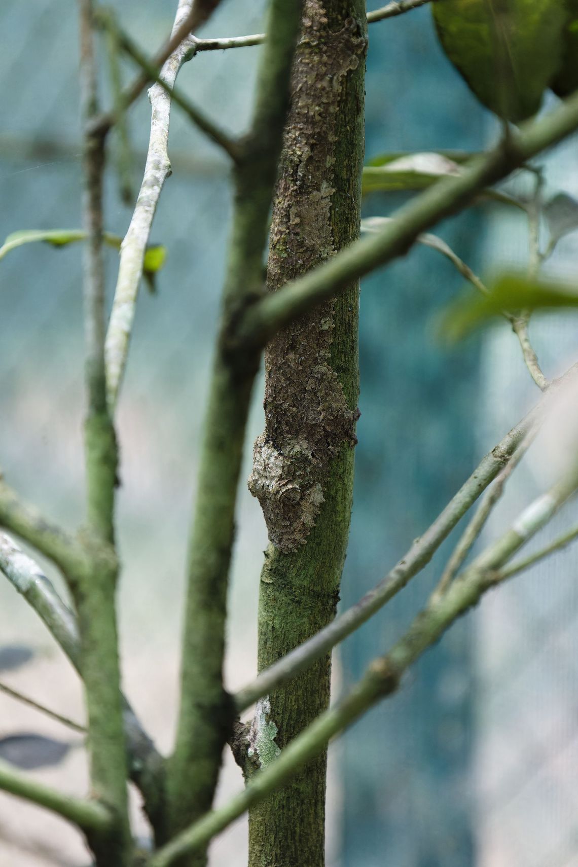 Madagascar - Andasibe