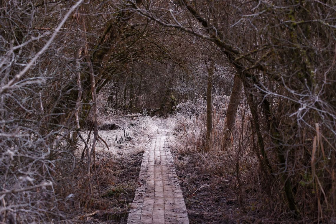 Réserve naturelle du bout du lac d'Annecy